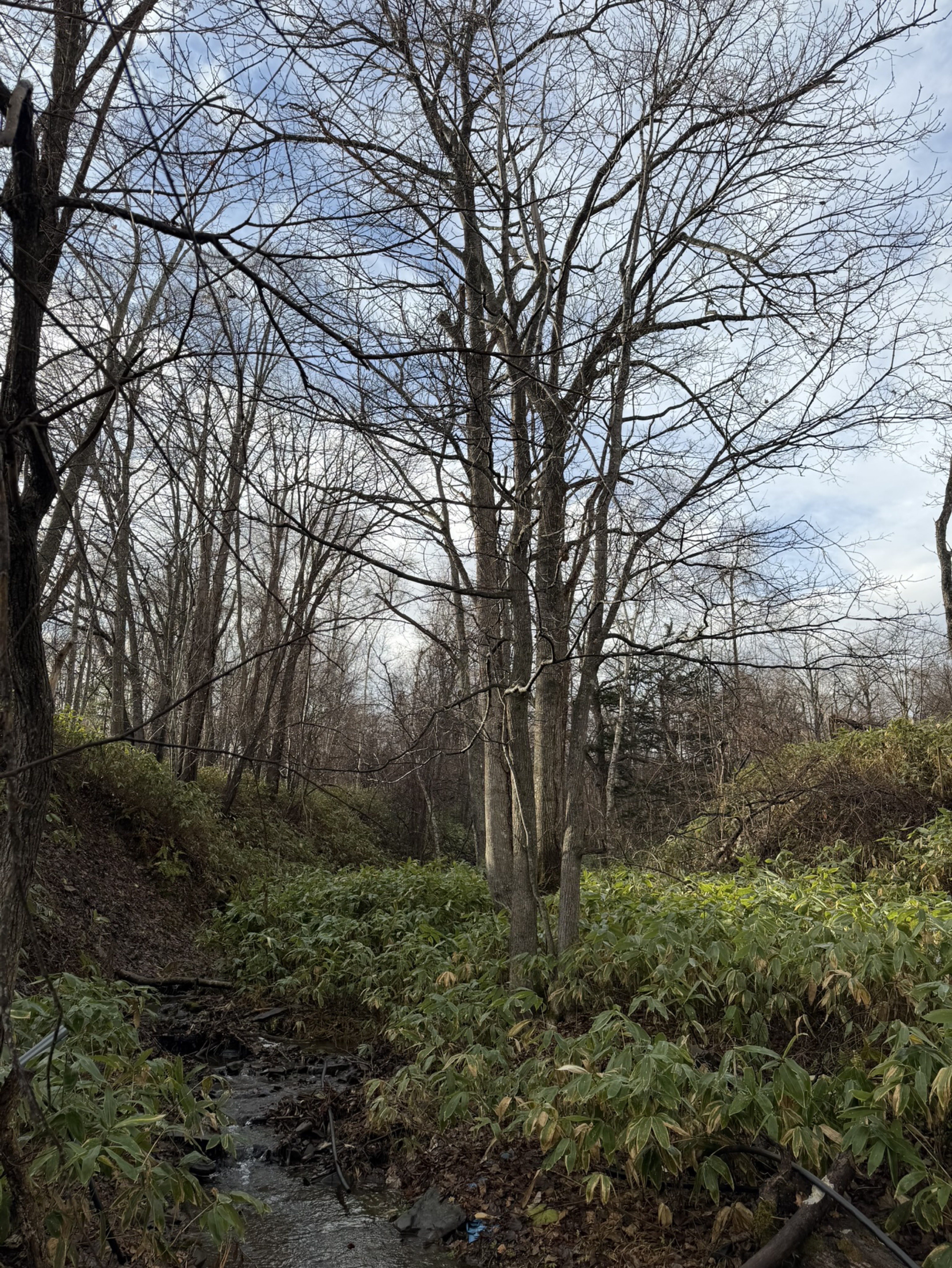 土曜日のタッチダウン