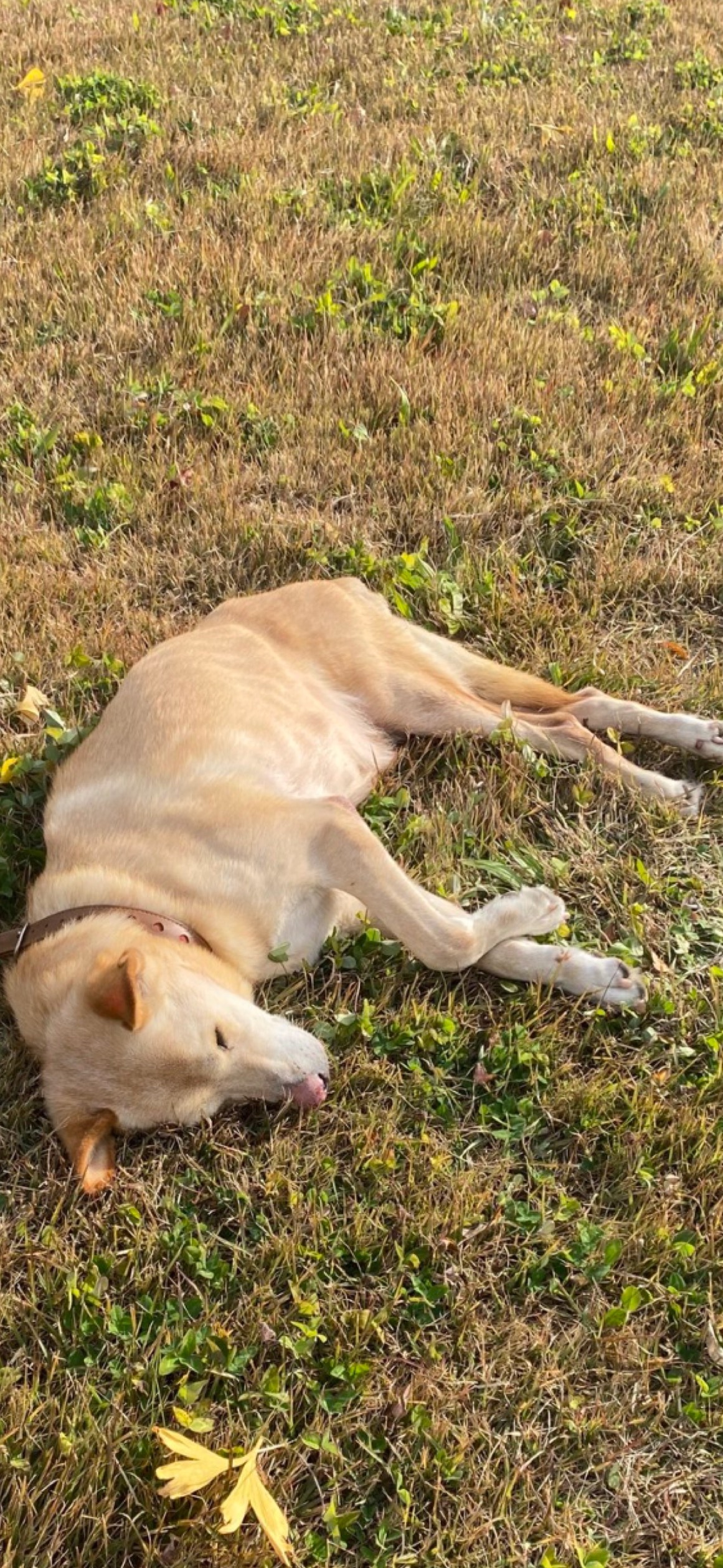 雑談 ¦ BGMにどうぞ♩