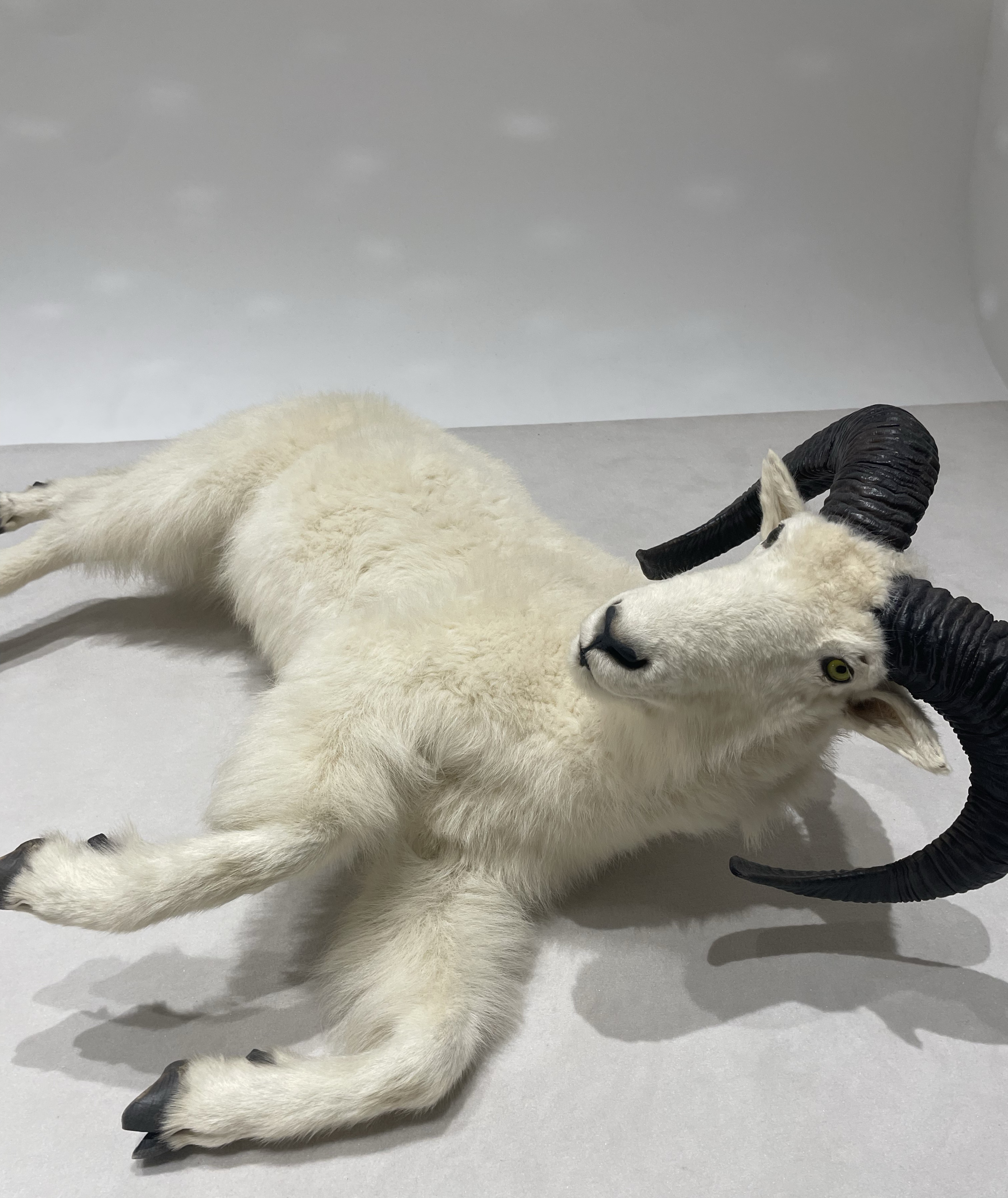 今日も今日とて7分枠ꉂꉂ📣