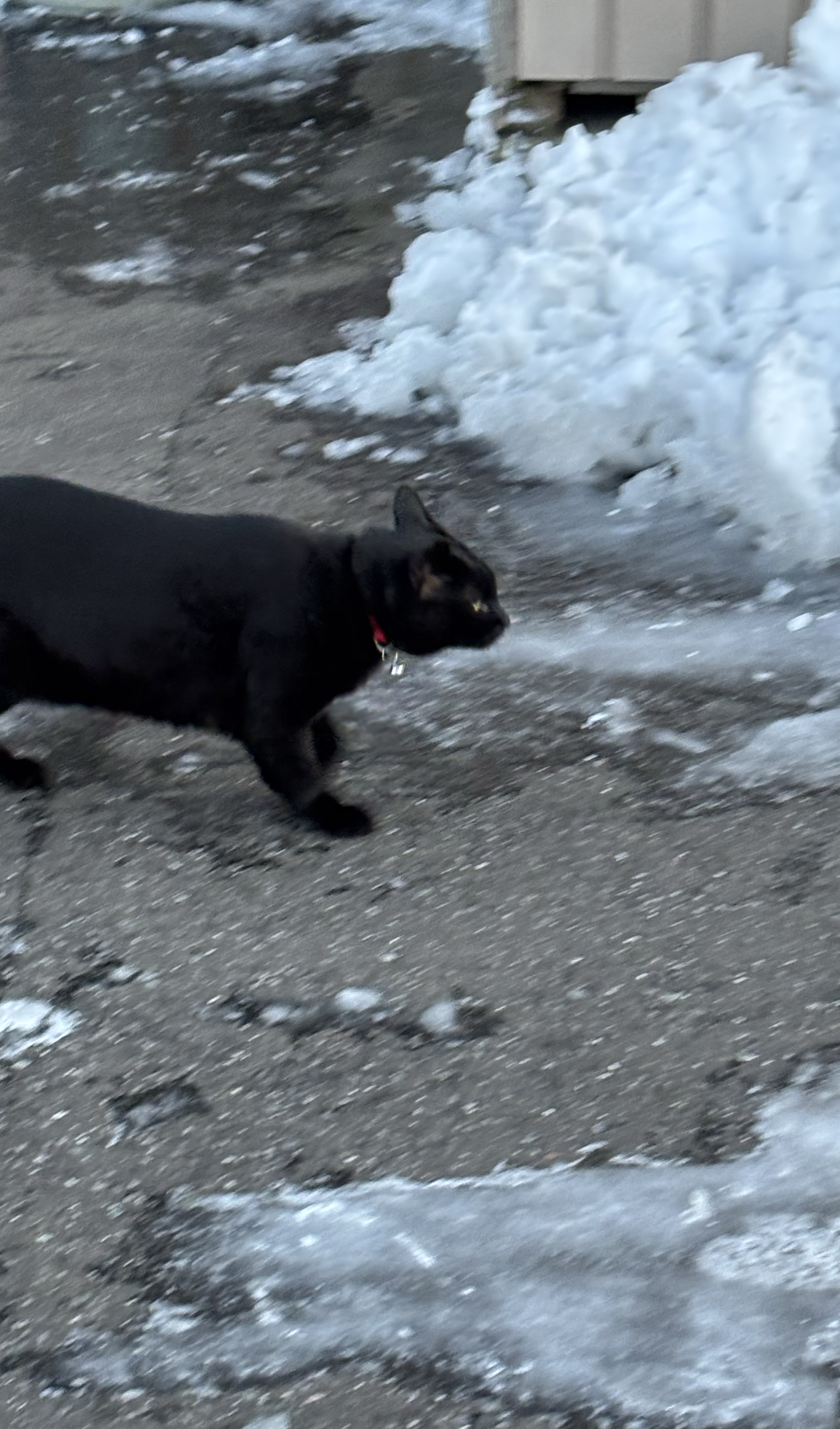 お願い君が〜ほし〜の〜！