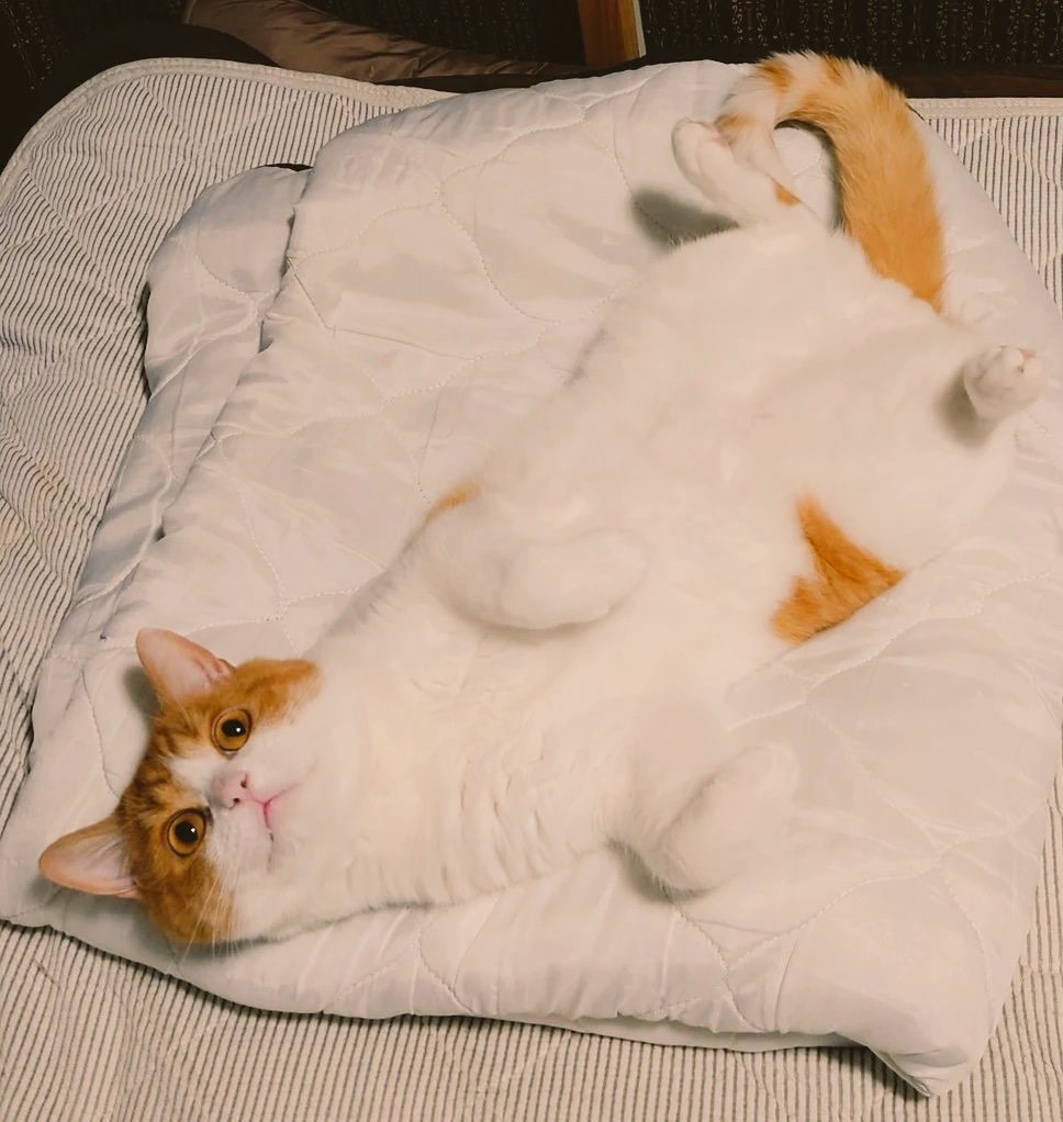 もくもくお勉強ルームですわ☂️ご自由に〜