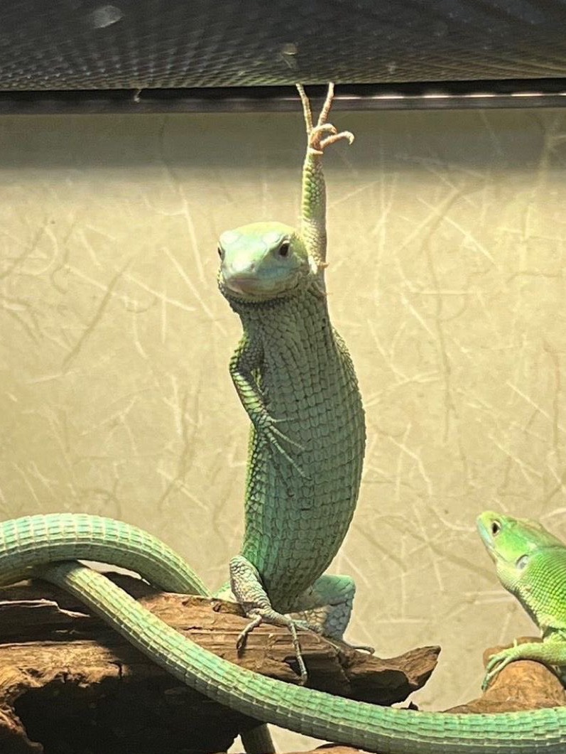 音質★★★★★