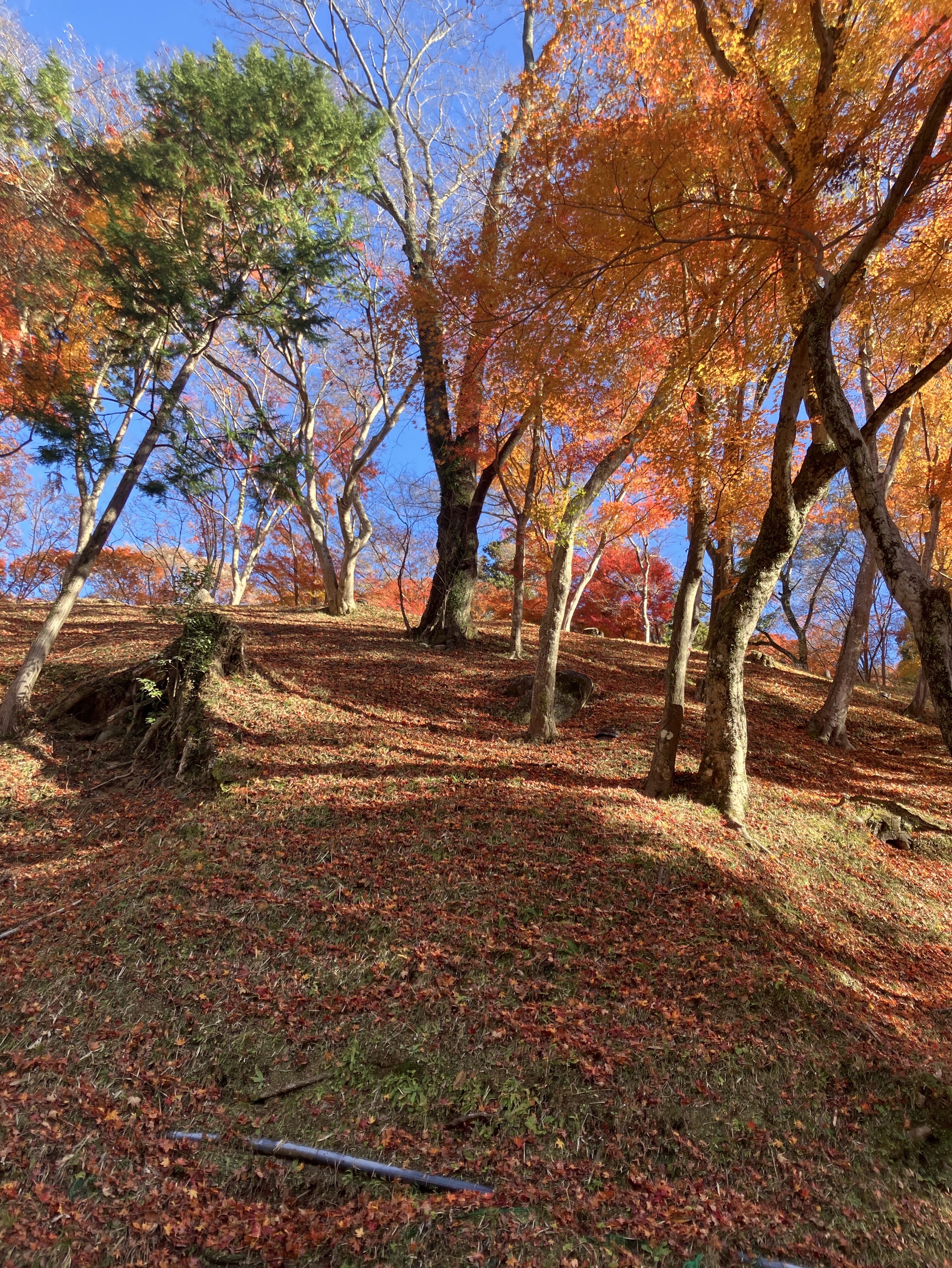 潜り◎ おしゃべり枠