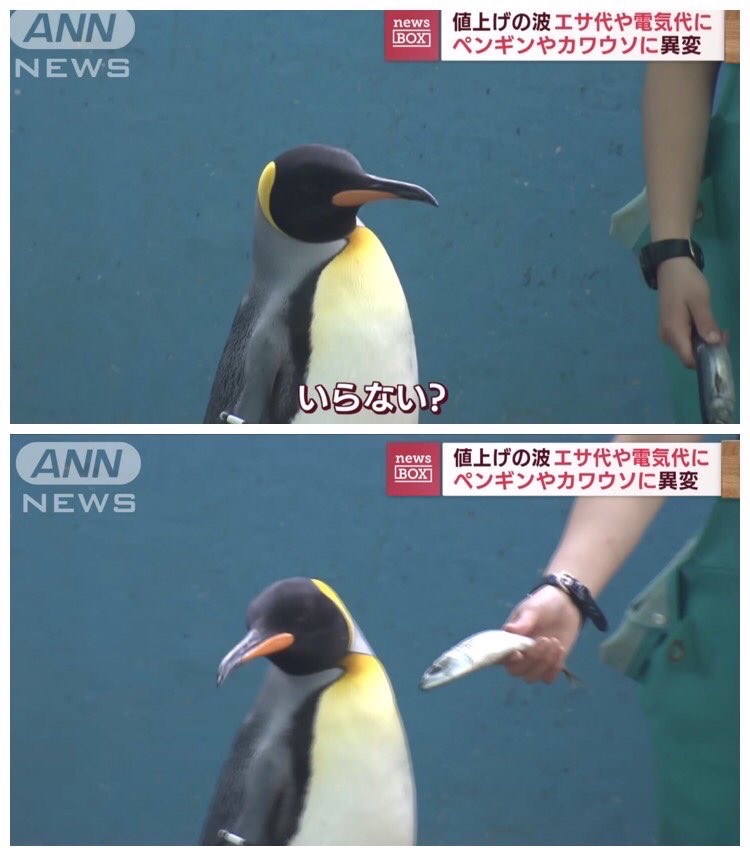 今日も今日とて7分枠ꉂꉂ📣