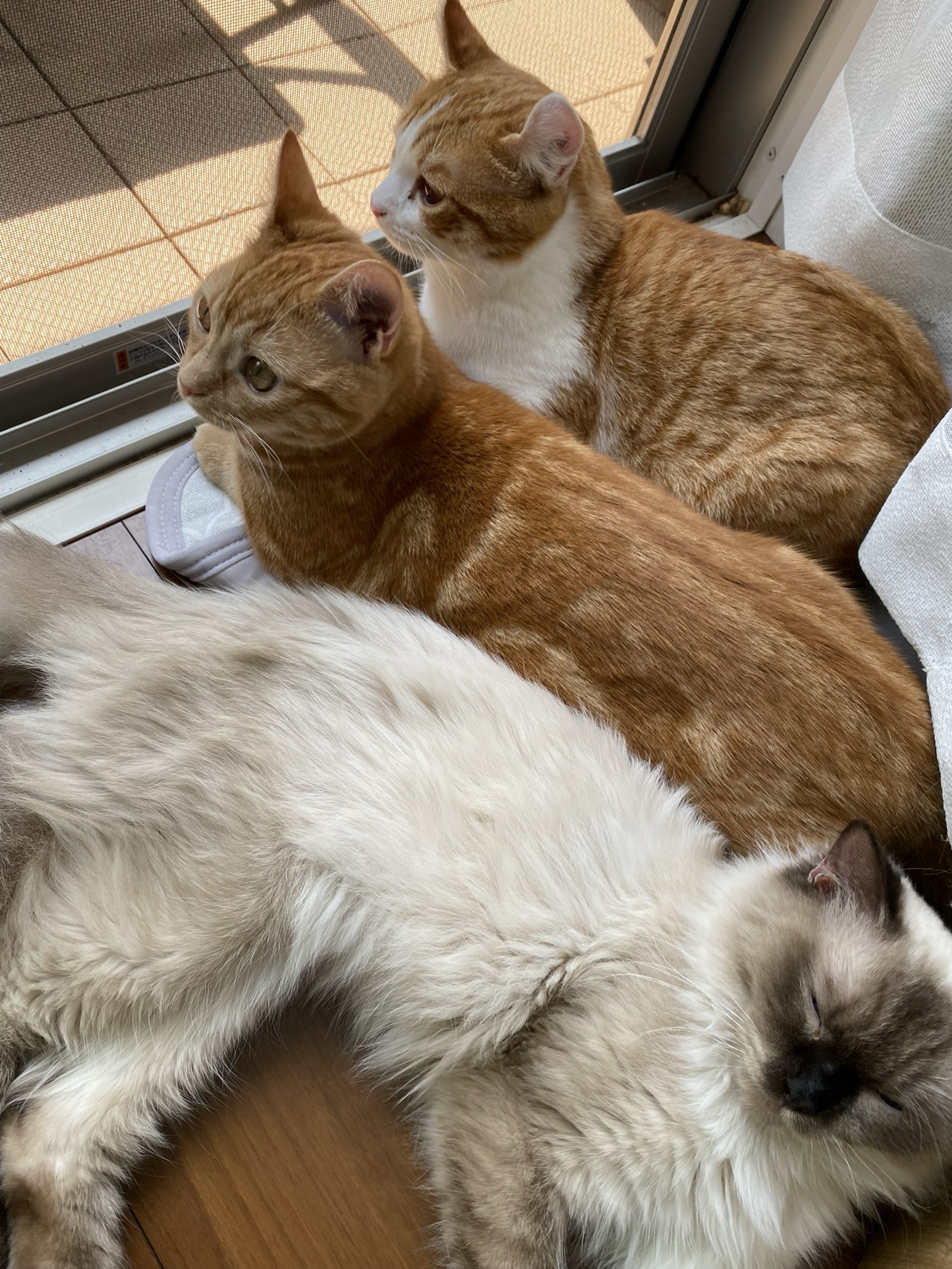 初潜寝◎おひるは君とのティータイム🫖💐