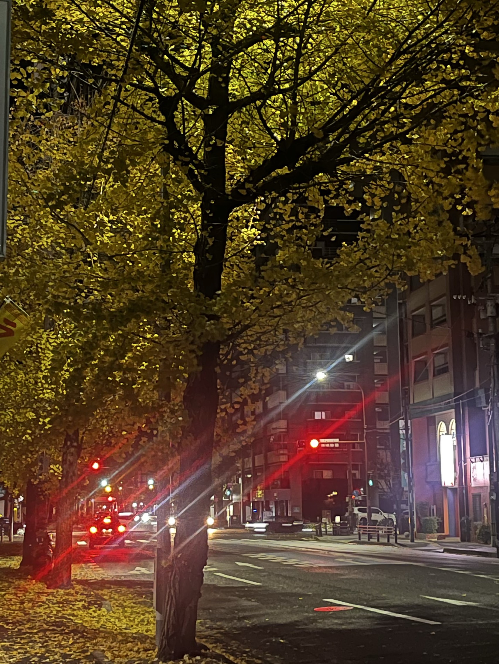 ちぇりお ひきがたらない