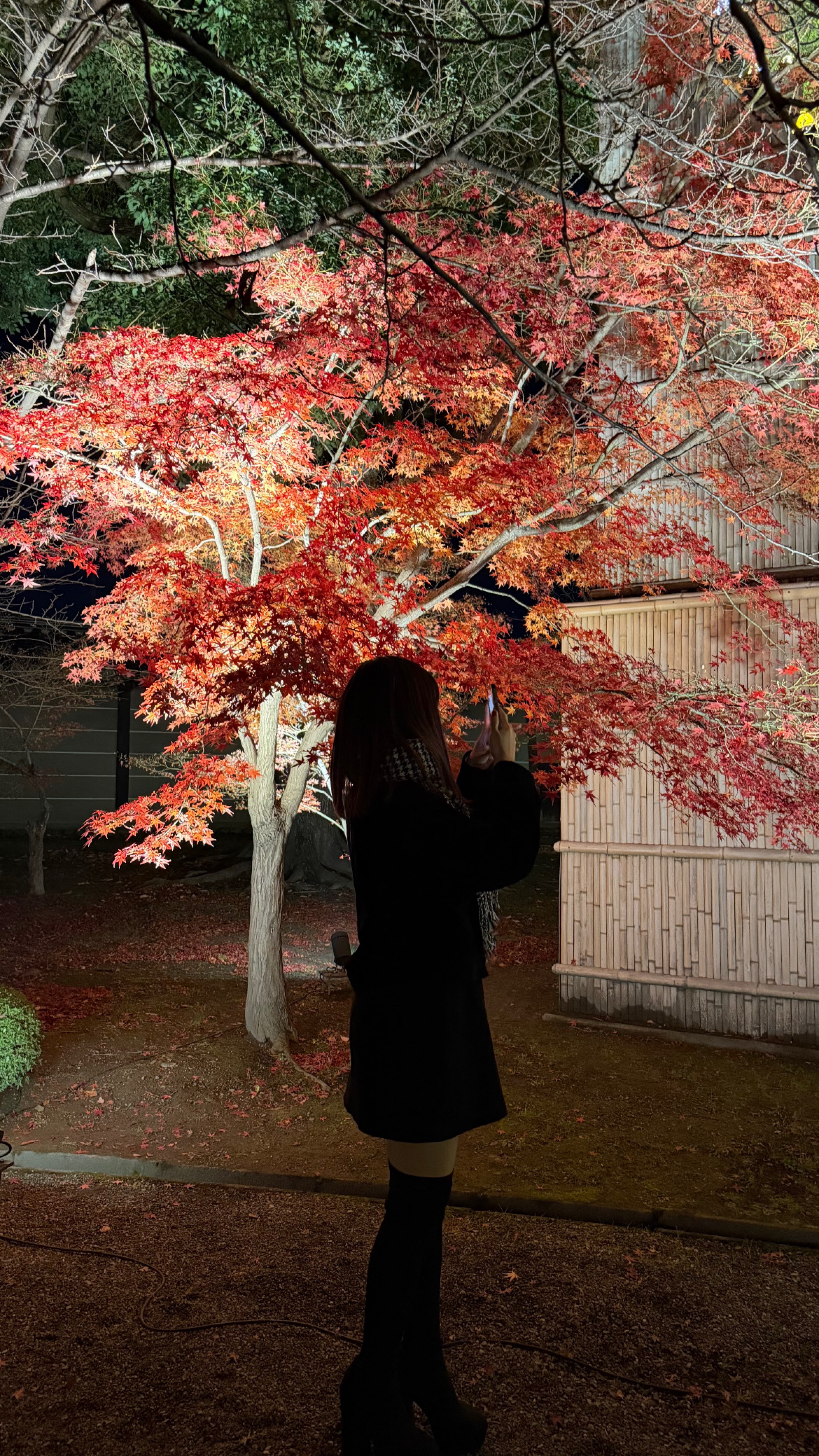 いもないねとくれないね