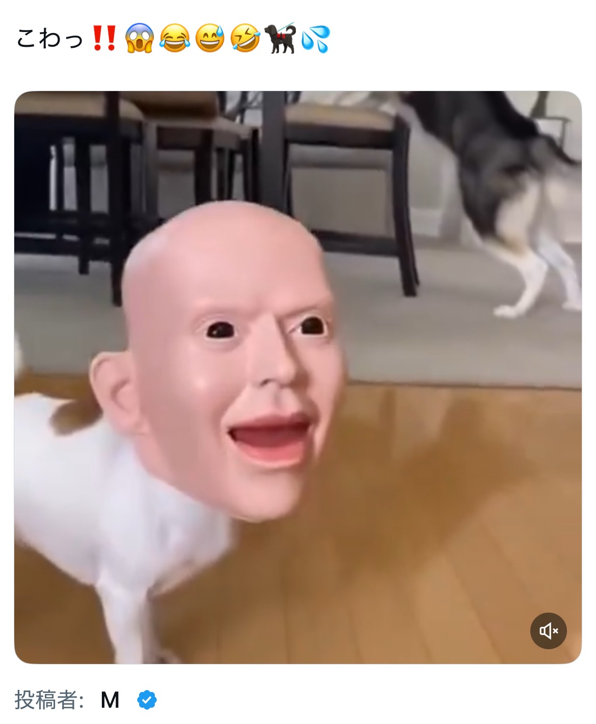 【中低音】元気の源義経🐯