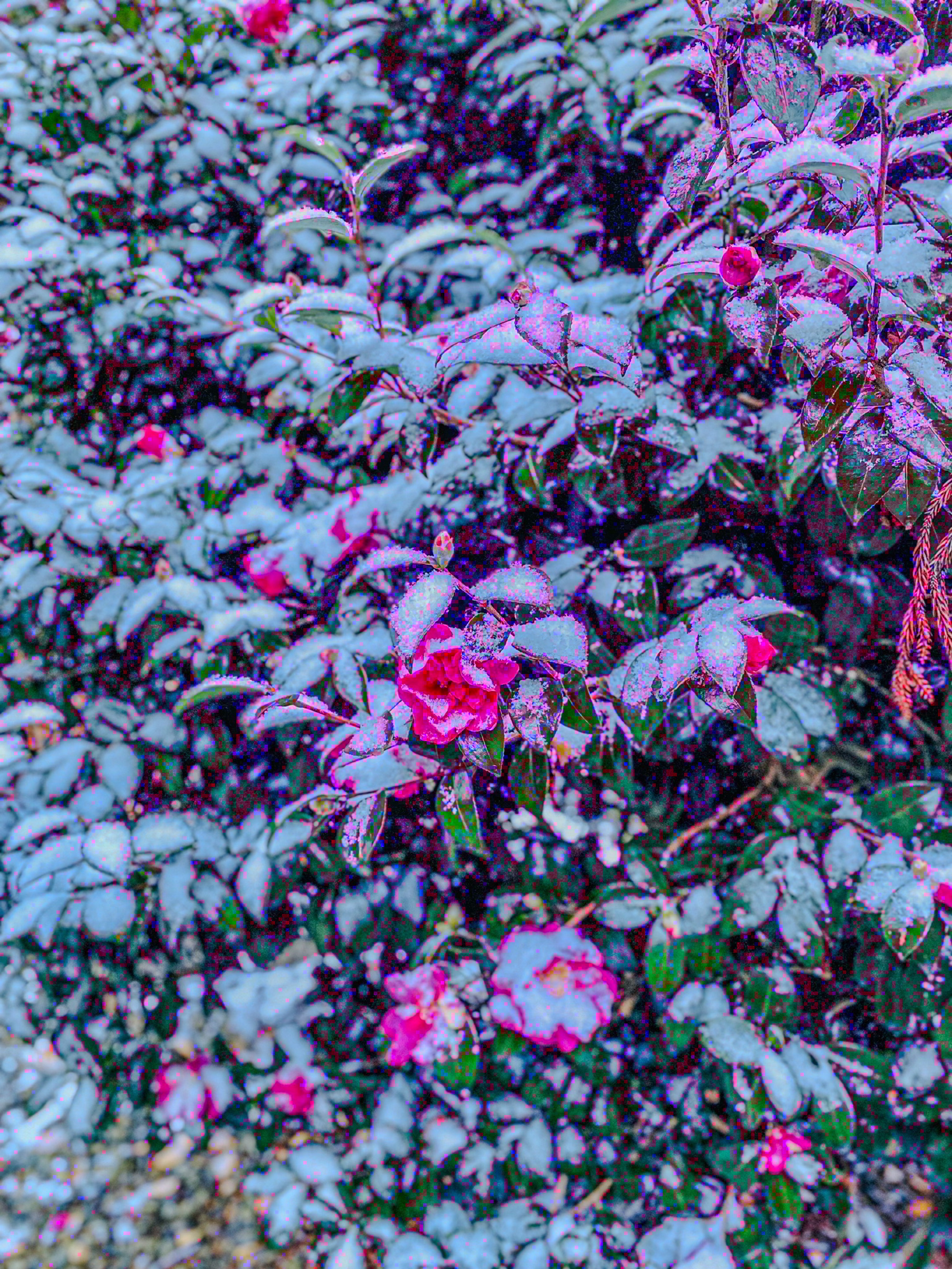 初潜寝◎誰でも歓迎な雑談配信 深夜枠