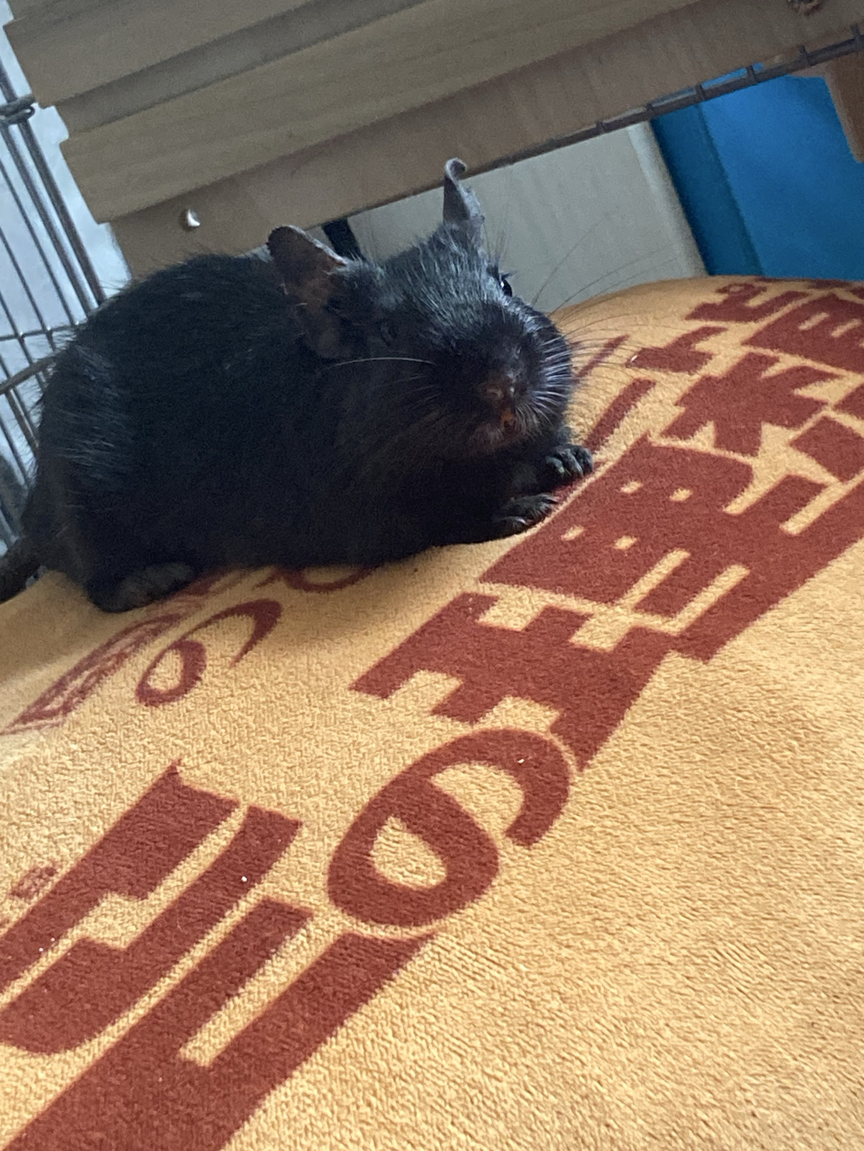 初潜寝 ¦ こっちおいで🌷︎´-