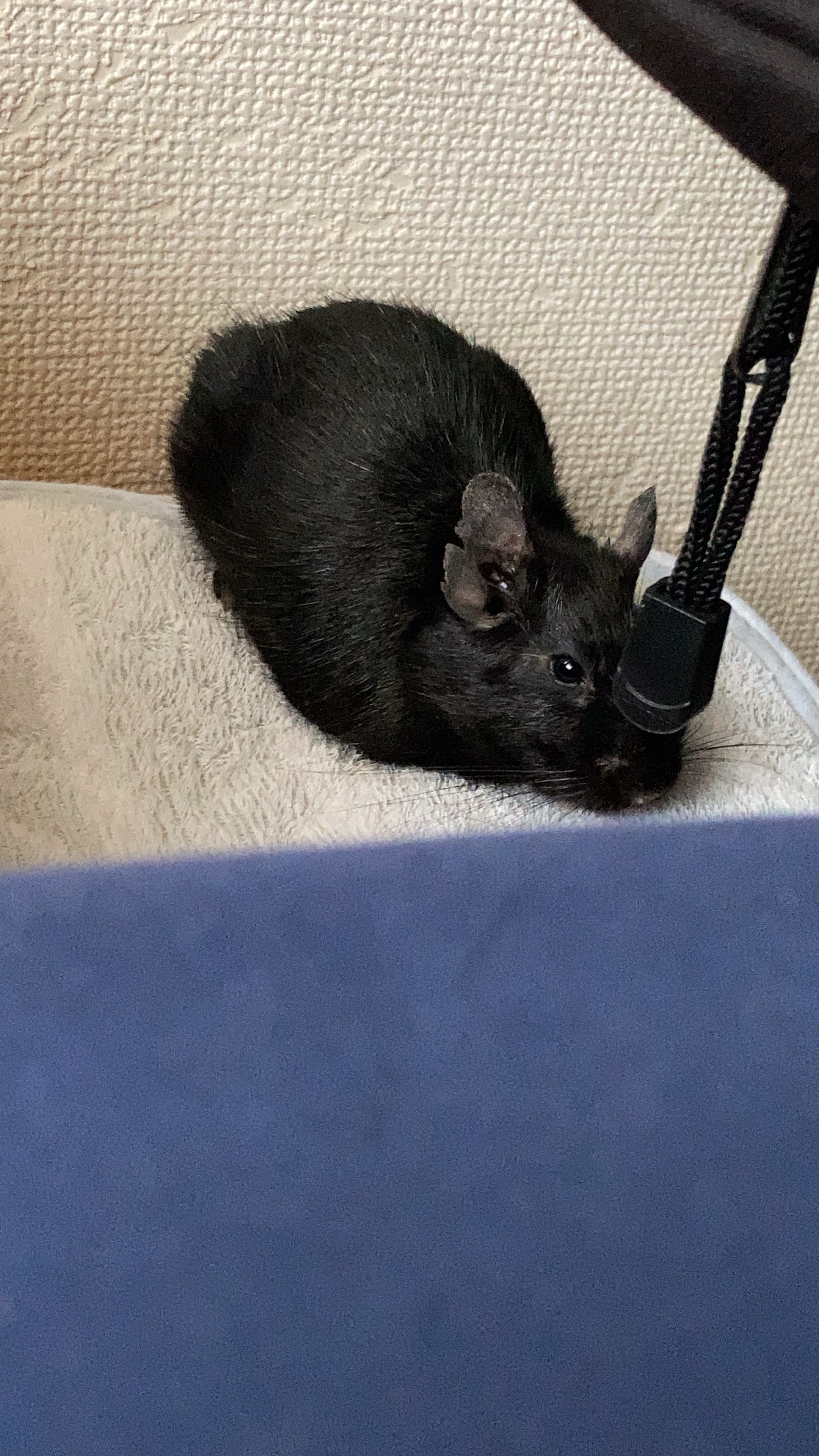 初潜寝 ¦ こっちおいで🌷︎´-