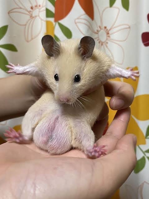 24時間配信：5枠目