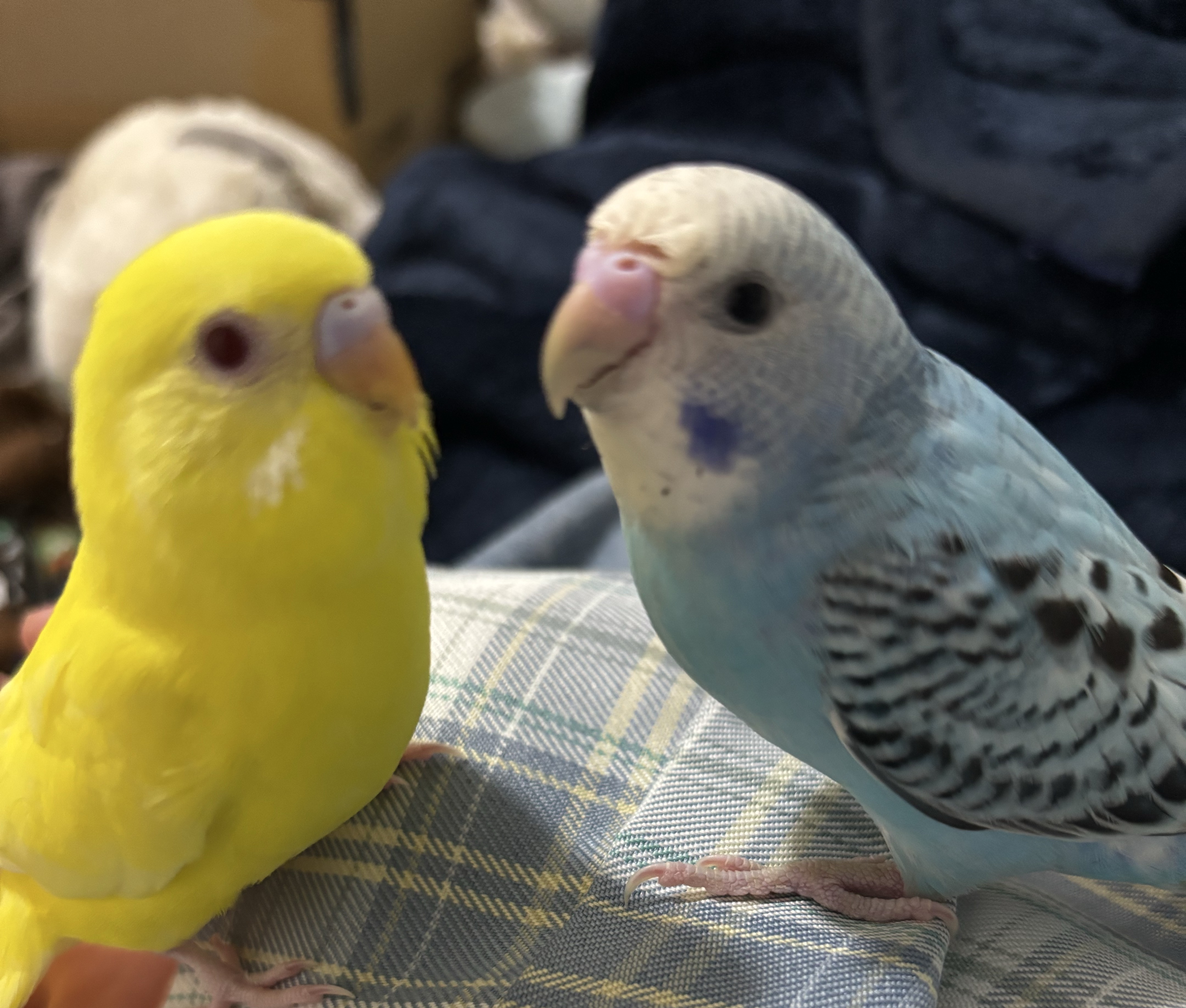 初見⭕️コラボ⭕️寝落ち⭕️雑談