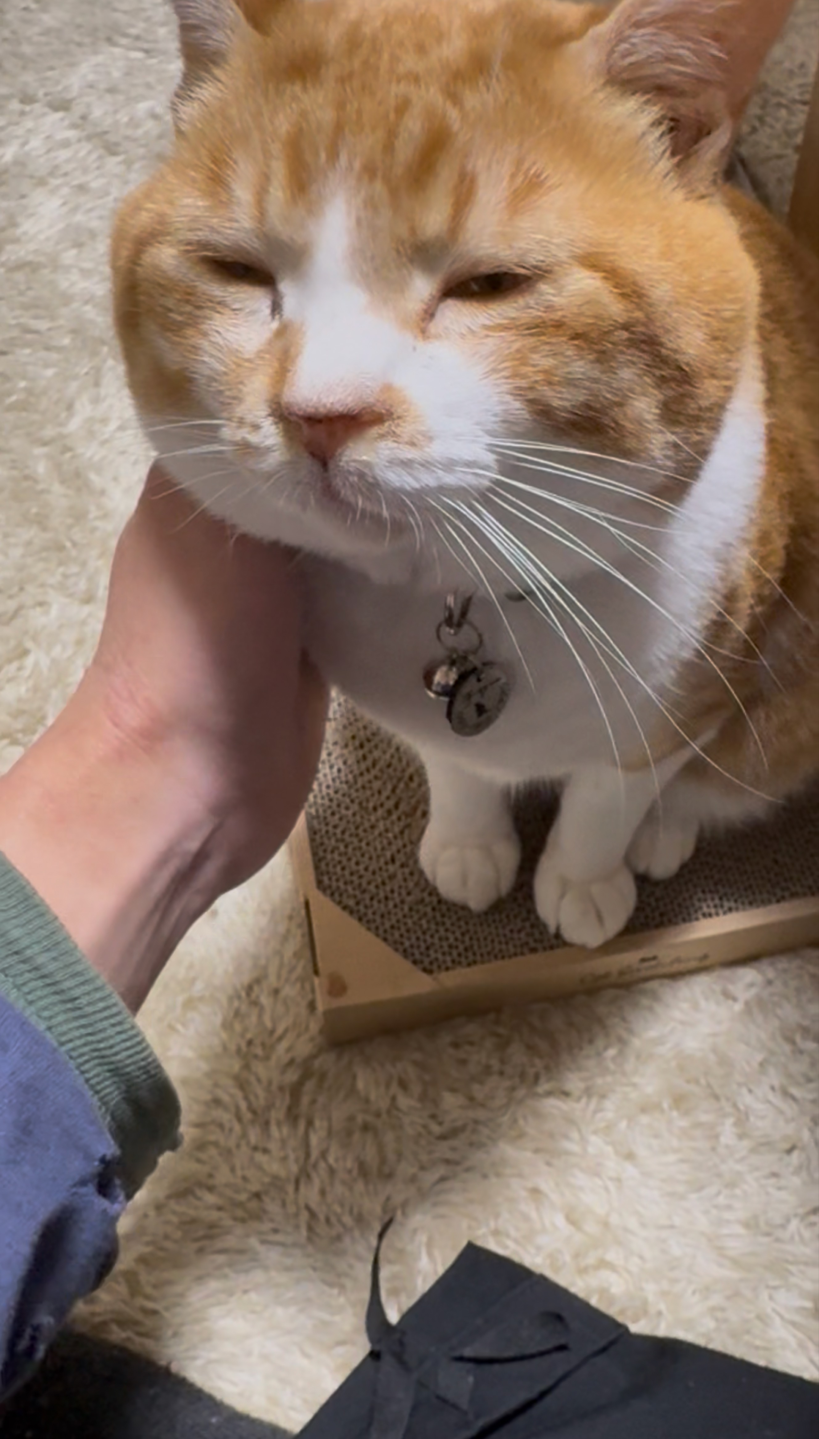 お願いシンデレラ