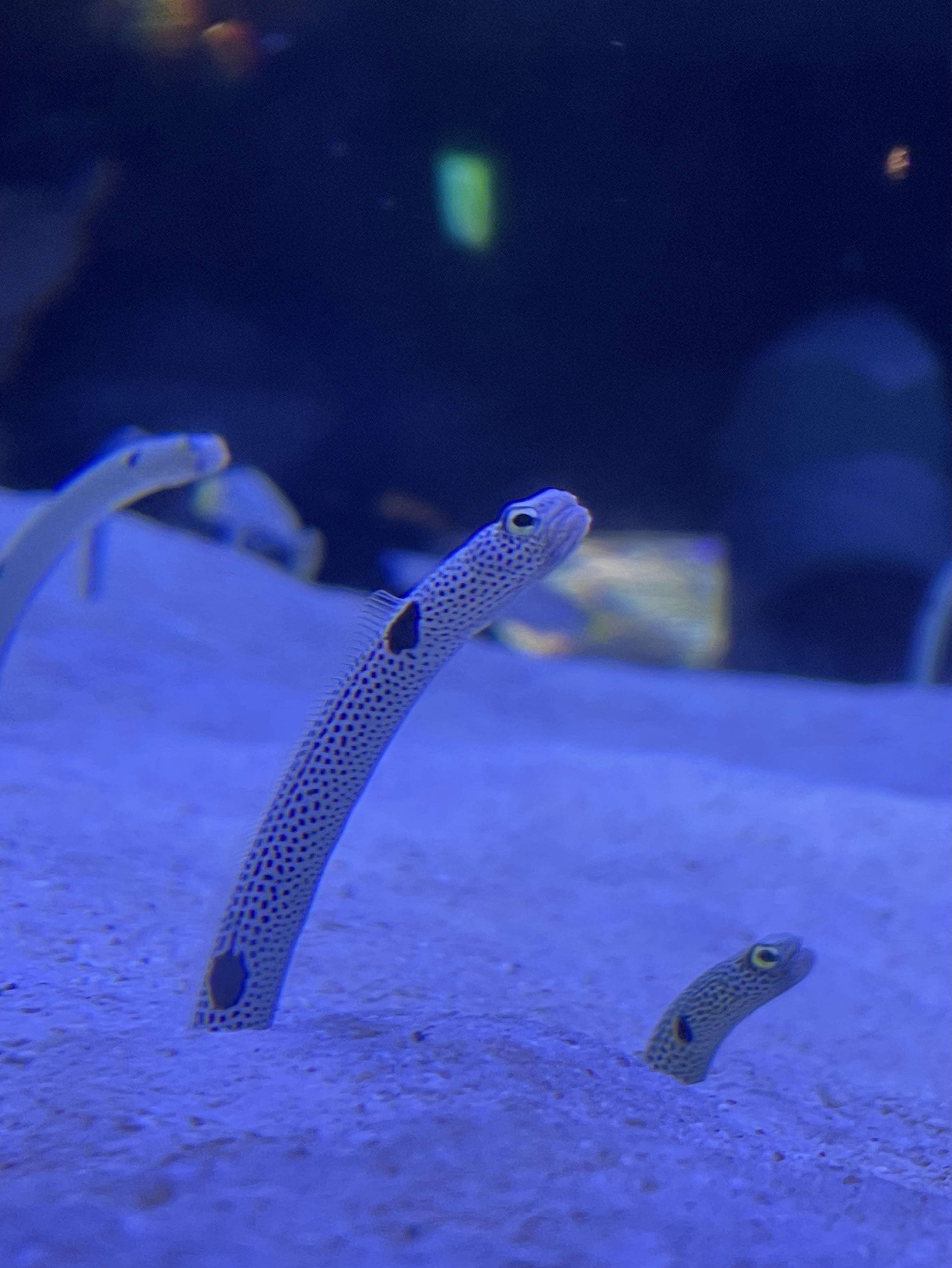 ほんのちょっと　勉強 作業枠 潜・new