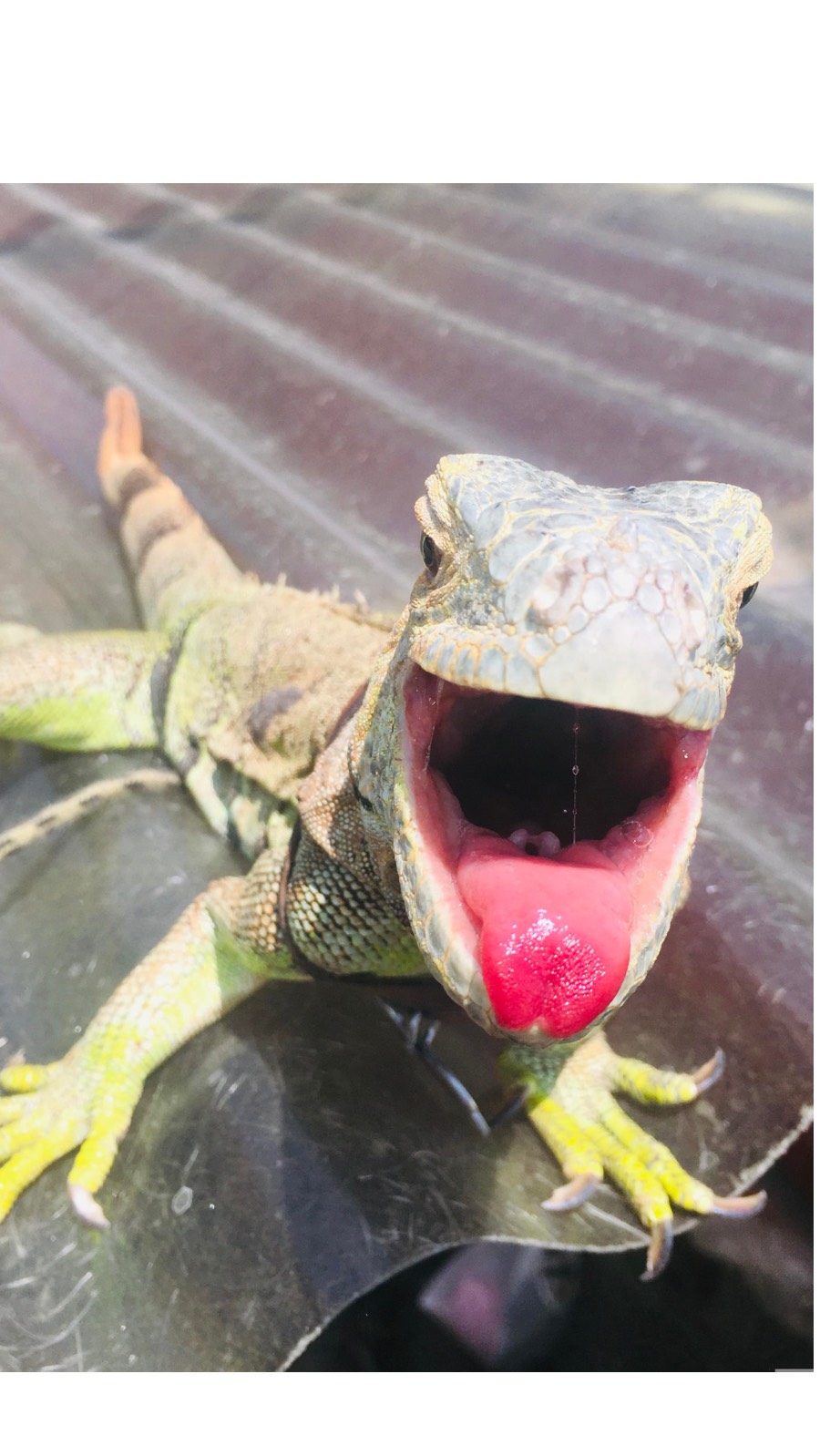 🔥朝枠バトル⚔️ボーダー80