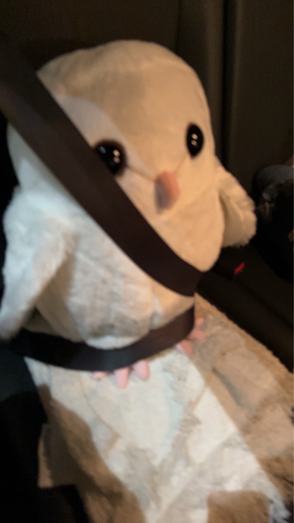 さあさあさあ‼️