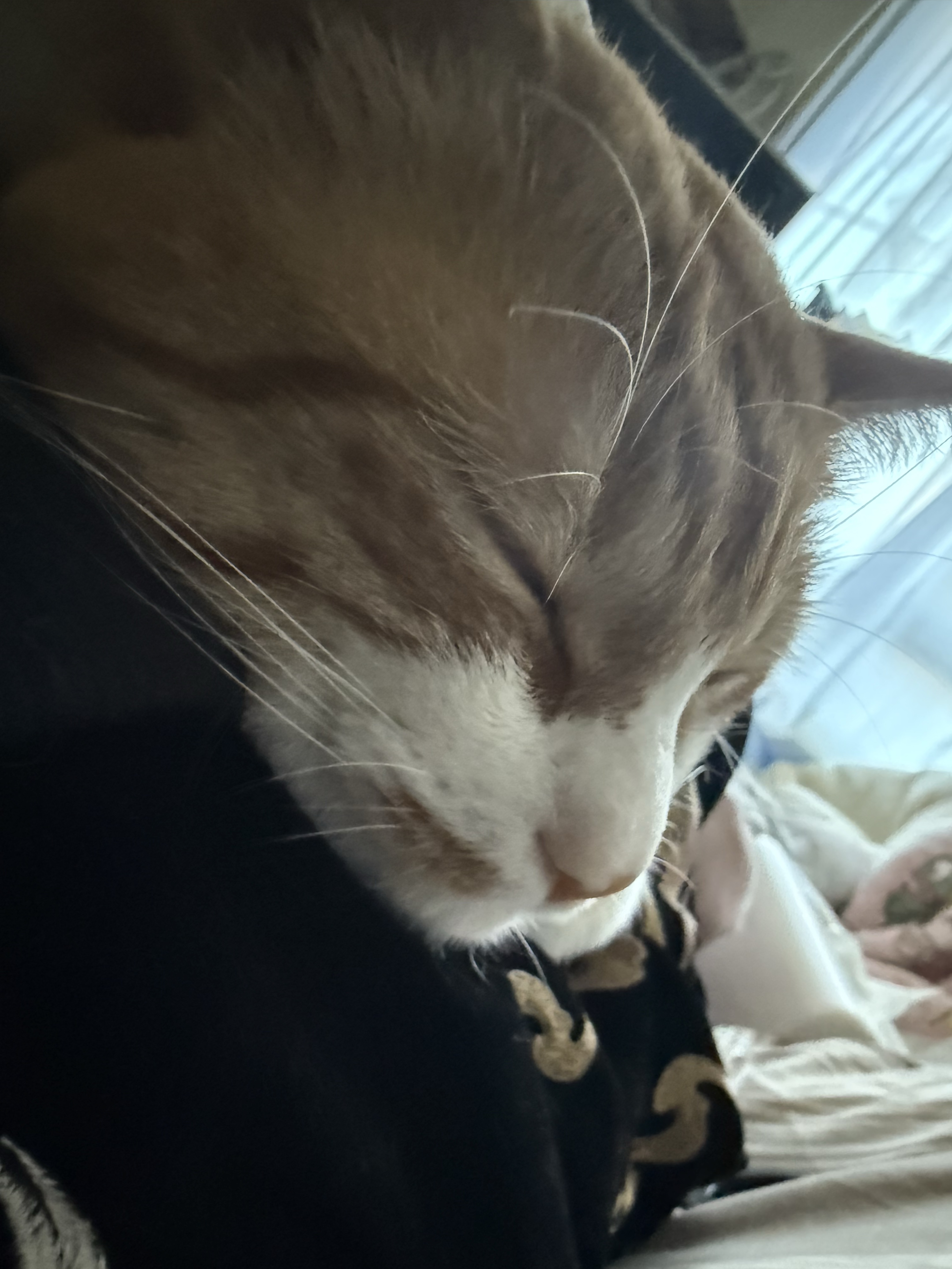 おはよ！初見さんFUNさんお話しよ！