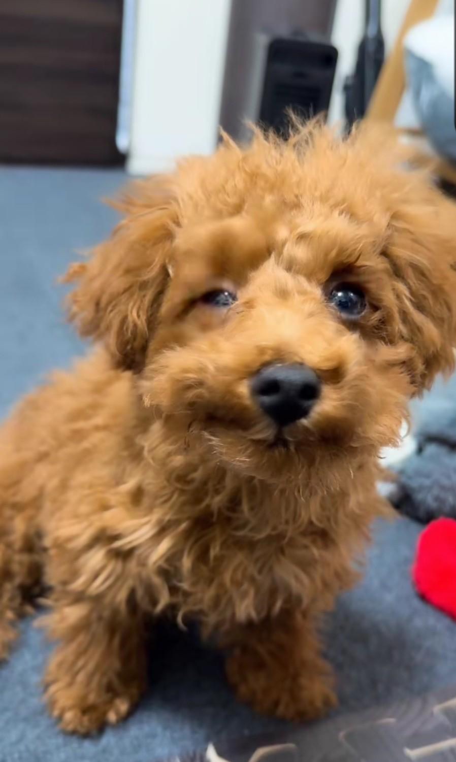 関西弁/みんなで寝落ちしよ🐑💤