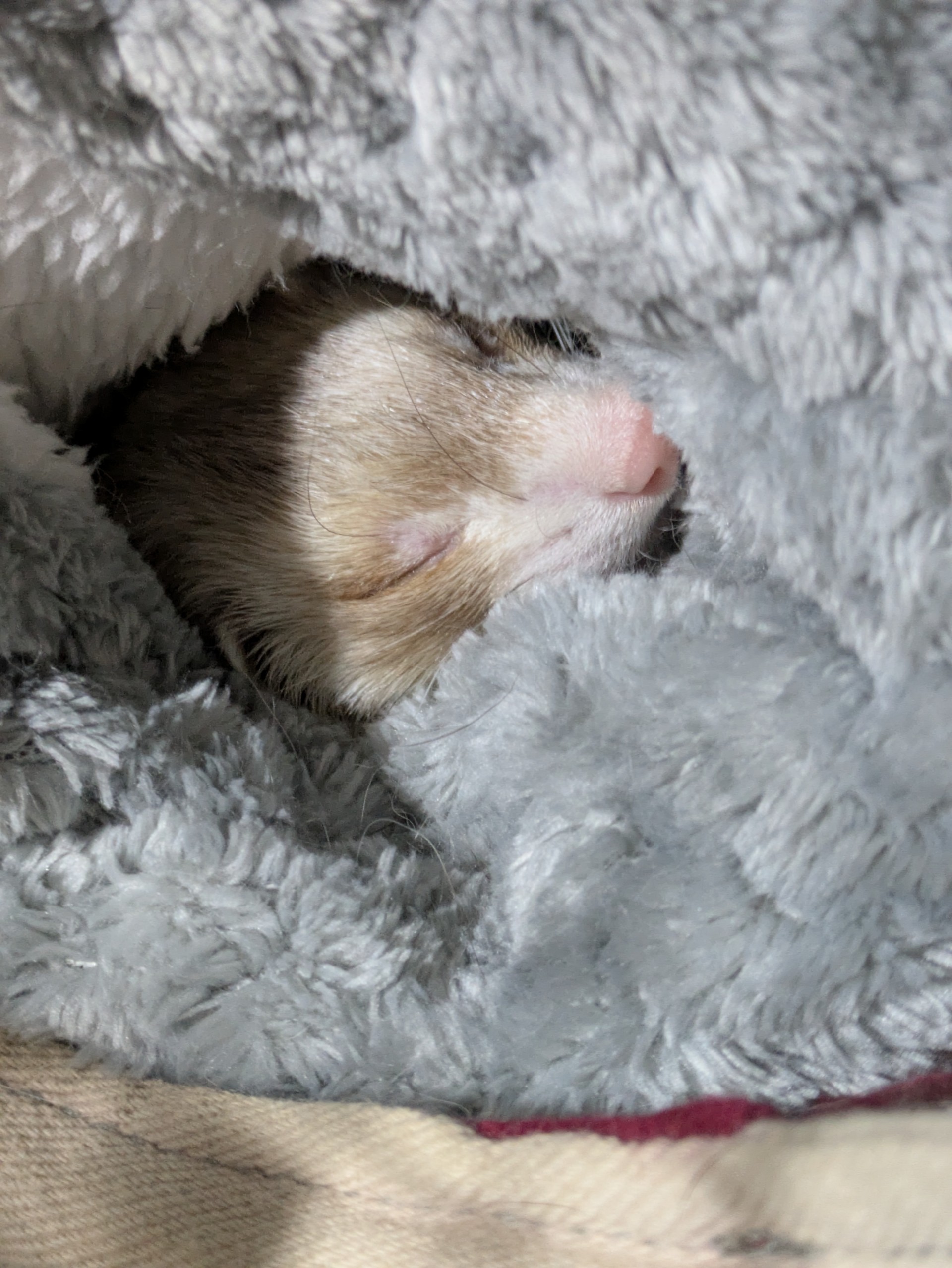 お悩み相談いたしましょ！初見さんおいでね