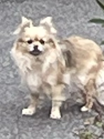 としょーかーん　鼻息うるさいかも