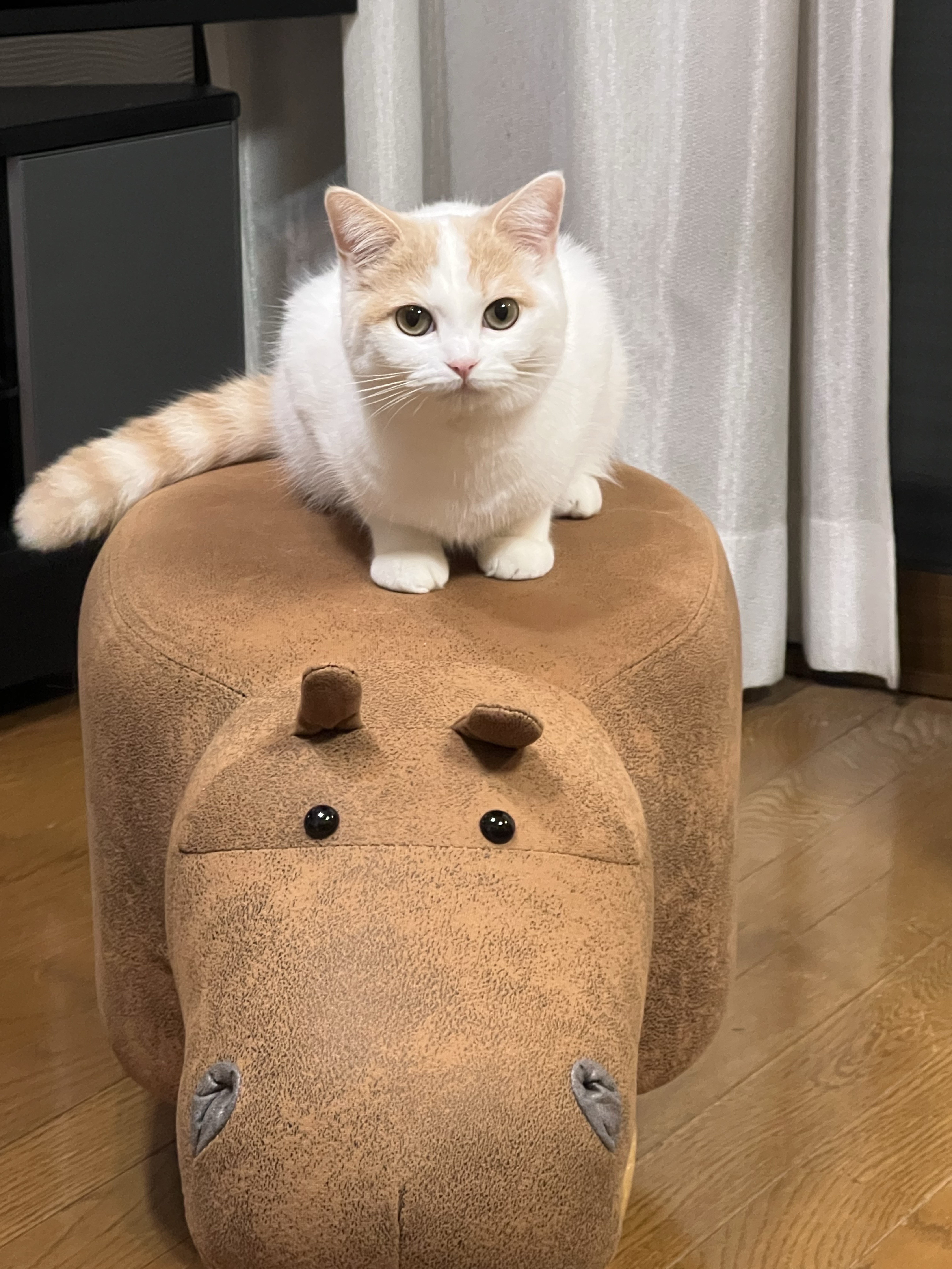 クラシックの曲ギター練習40分くらい☘️