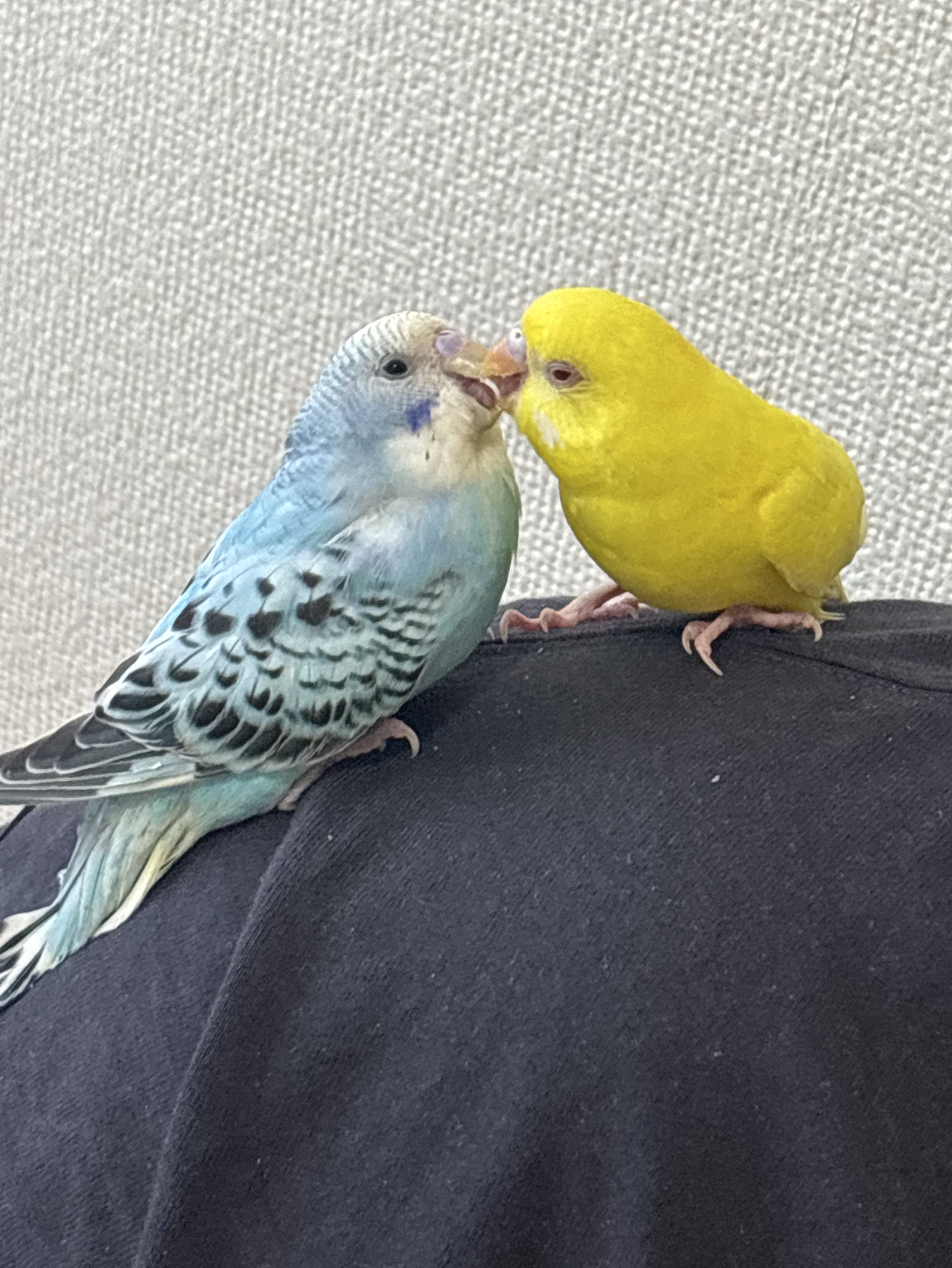 初見⭕️コラボ⭕️寝落ち⭕️雑談