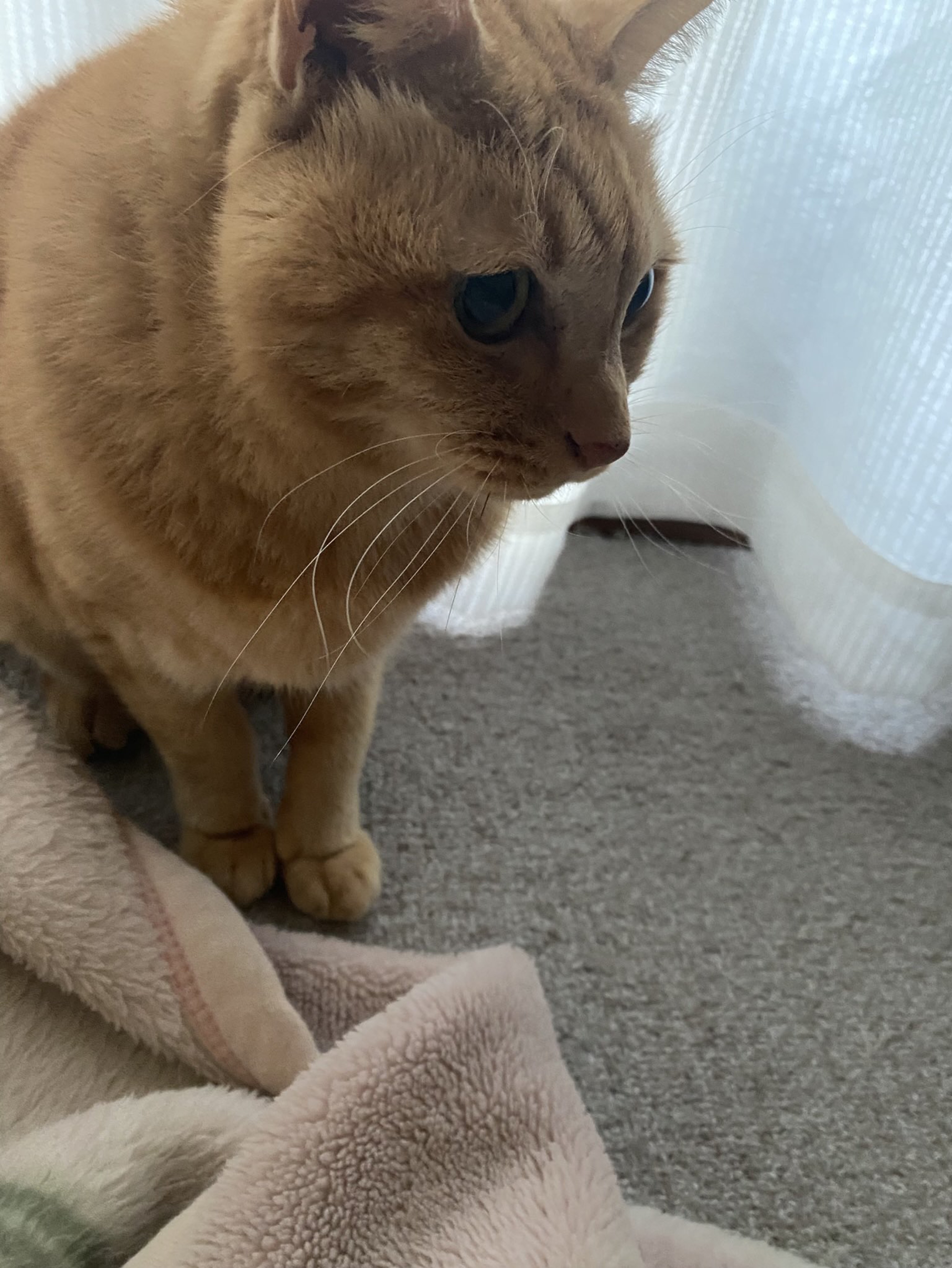 初〇コラボ〇 中低音女子どうですか？