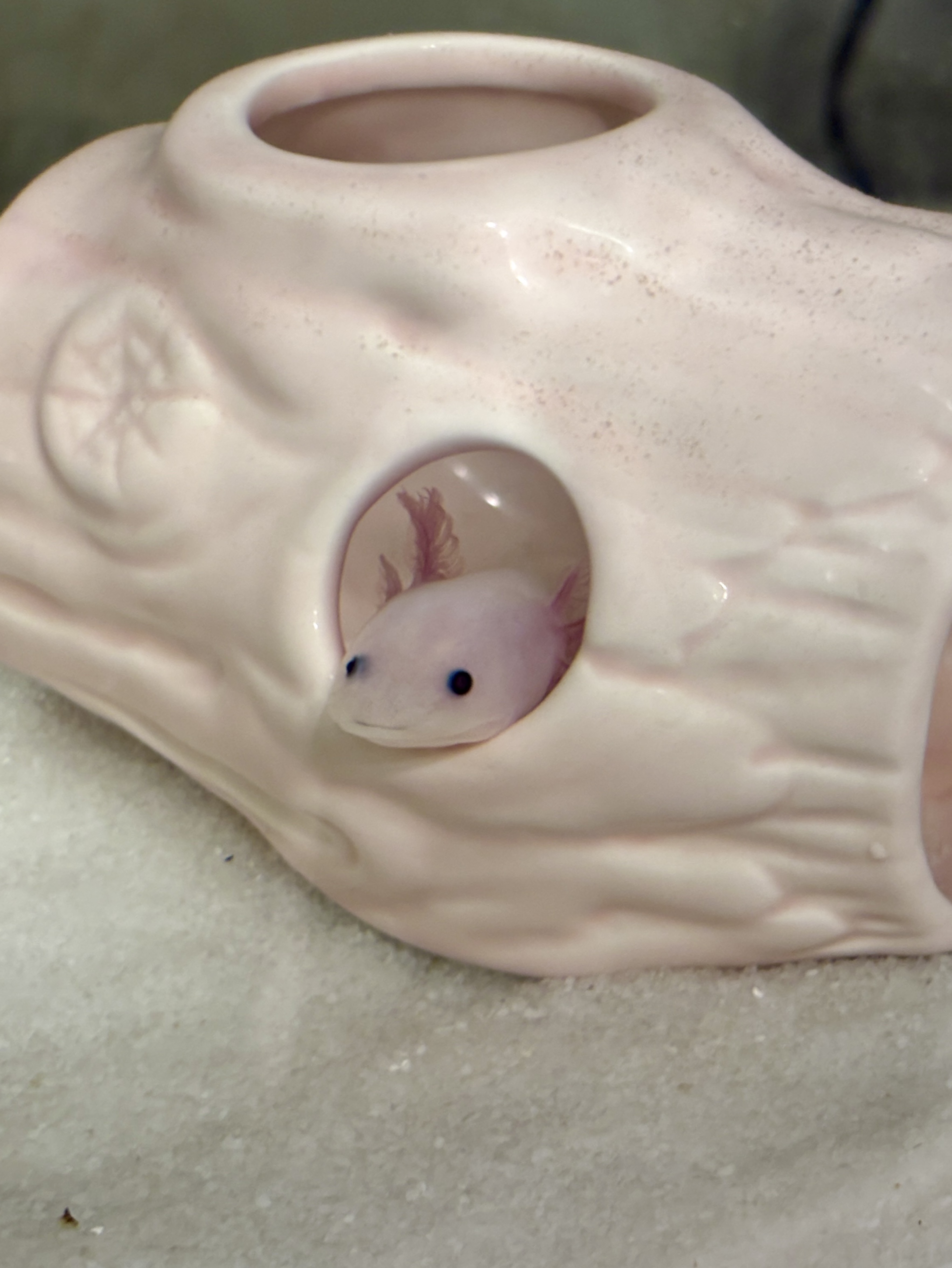 お昼はここ！みんないらっしゃい！