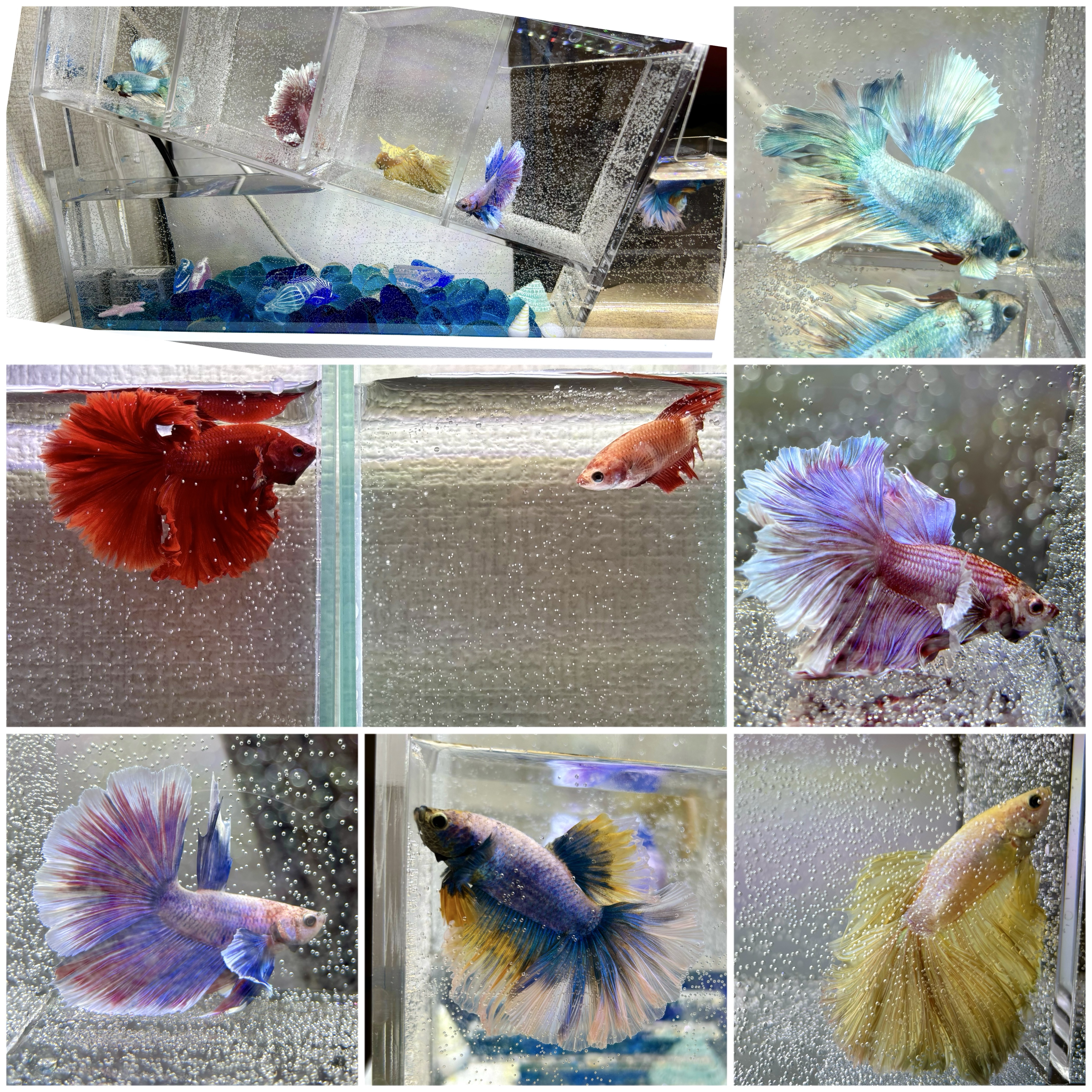 お昼はここ！みんないらっしゃい！