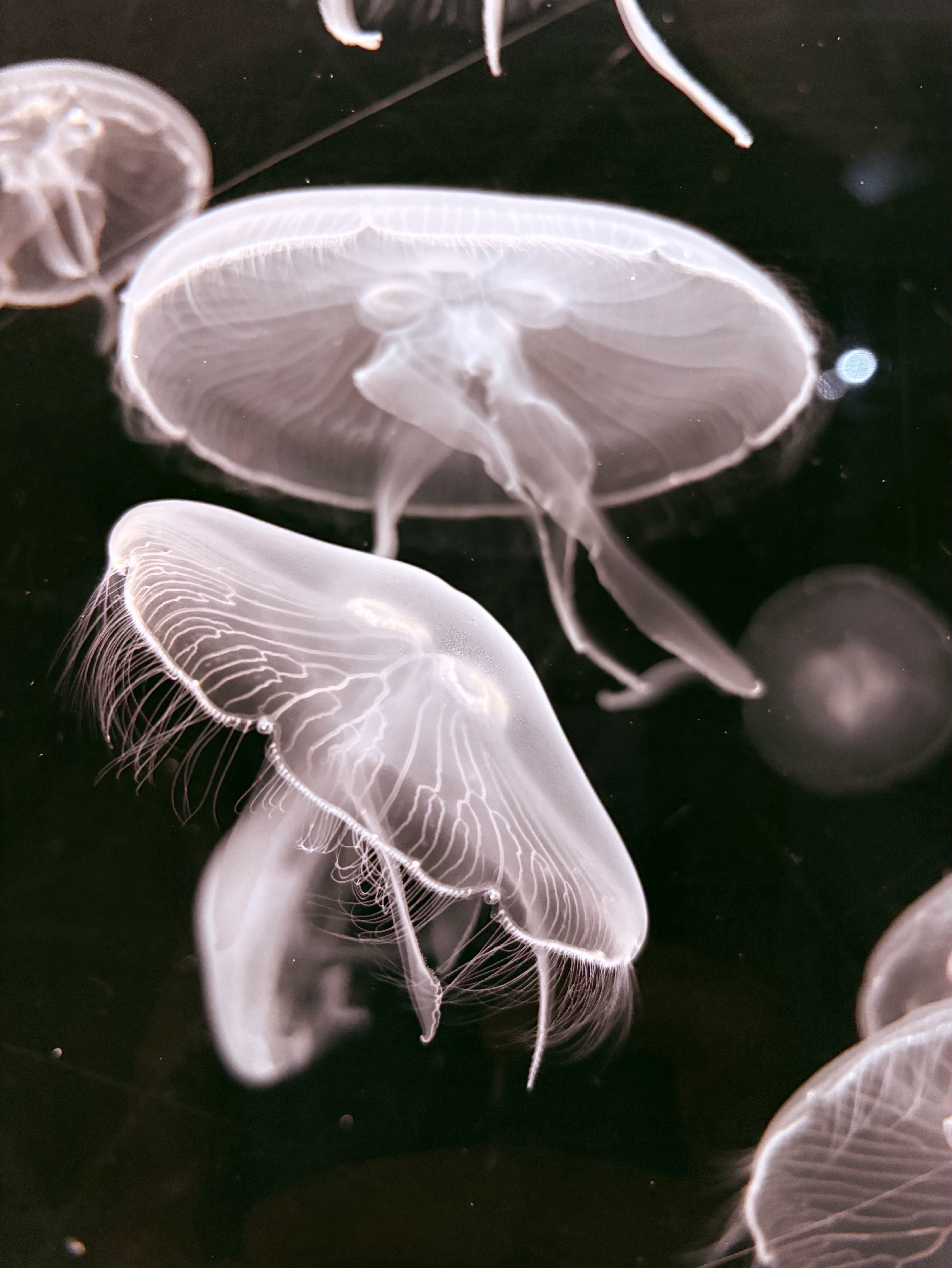 ゆるゆる話すよ🪼ちょっと