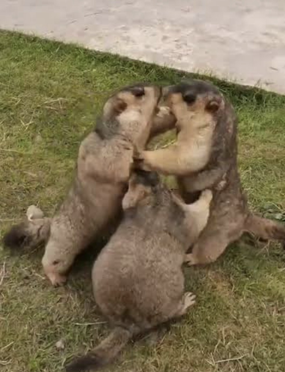 VOICE頑張るマン🔥は落大歓迎🔥