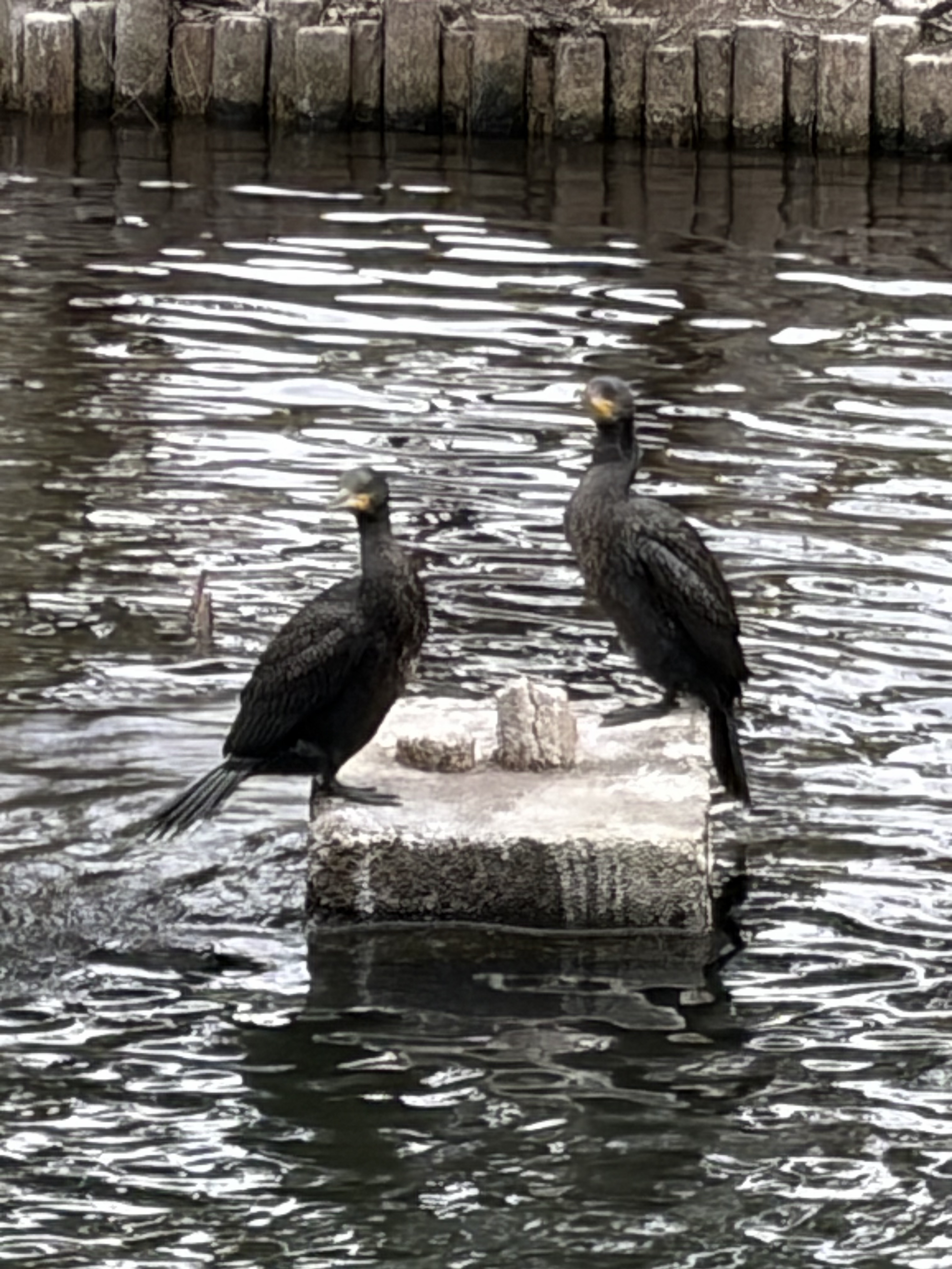 初見◎昼飯のお供にどうぞ！
