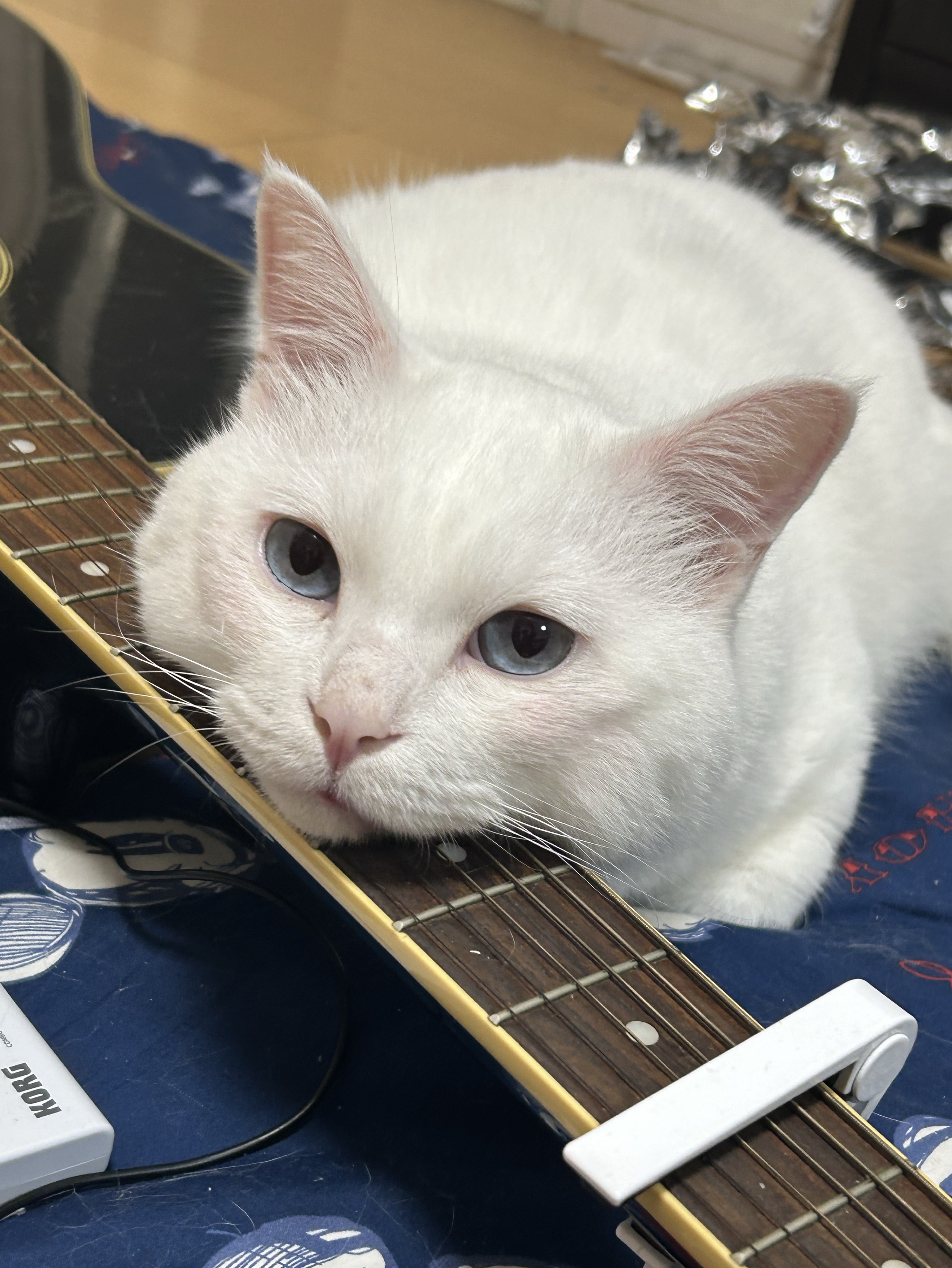 おはなししたい