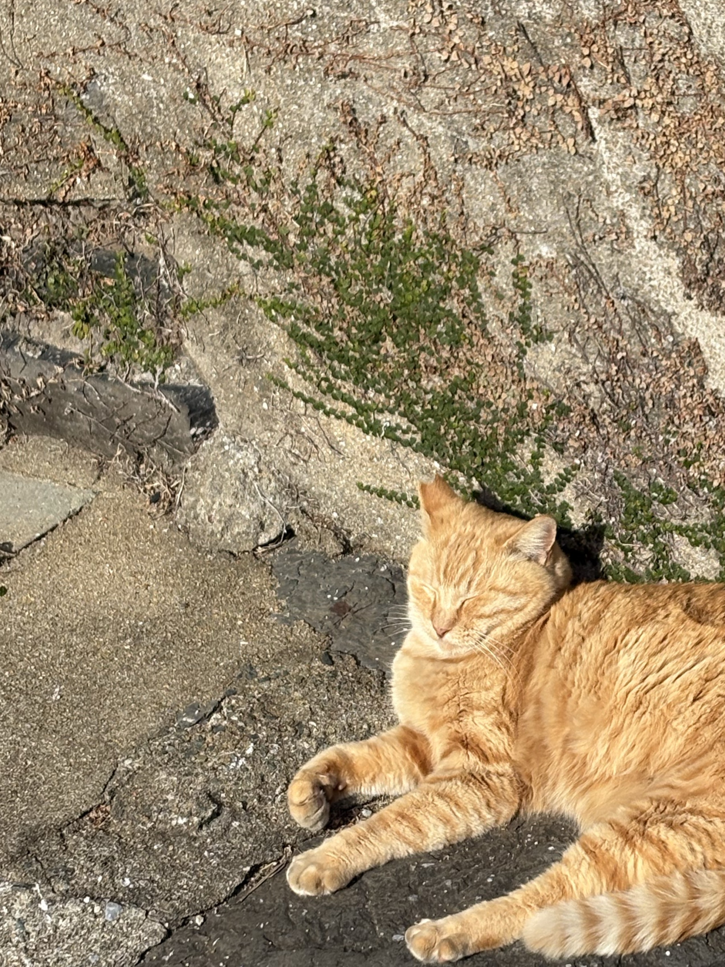 ひまつぶし弾き語り