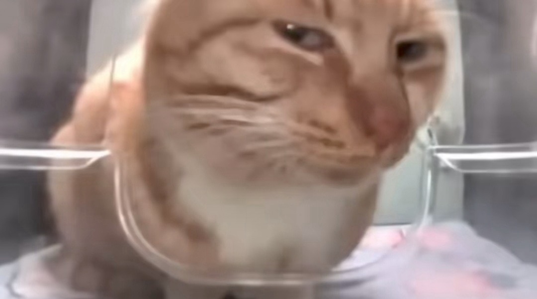 ライブ当落 多分落ちるからいっしょに見