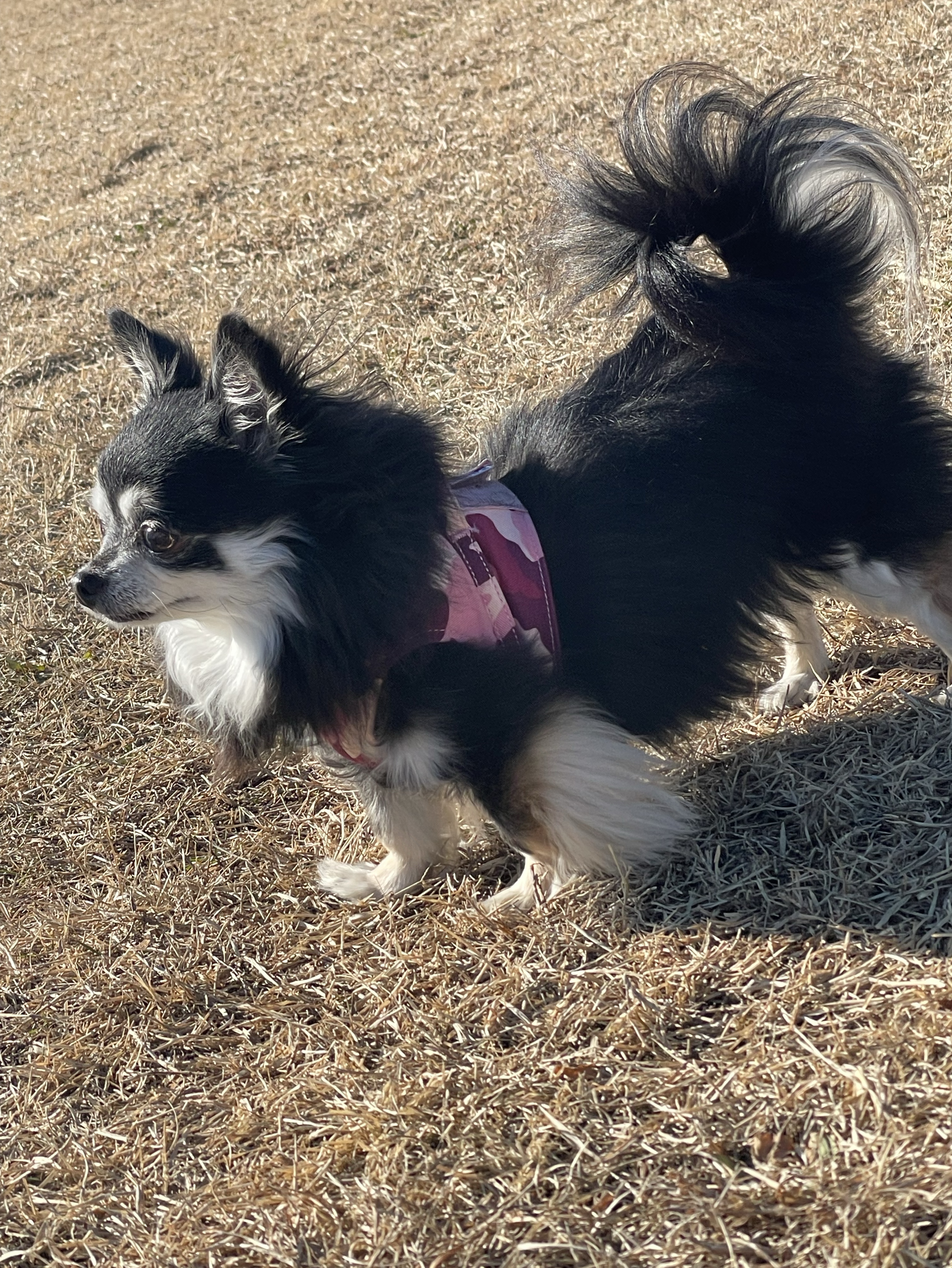 【初配信】高校生雑談【初見さん◎】