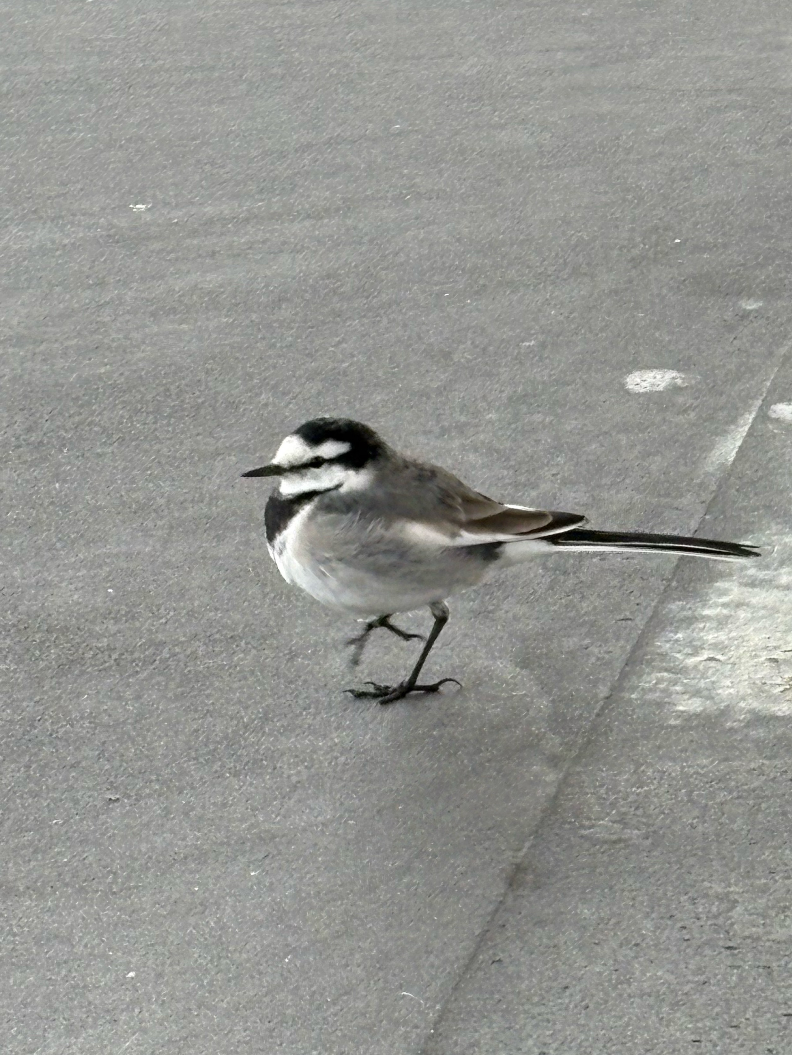 ひまひまなのですよ