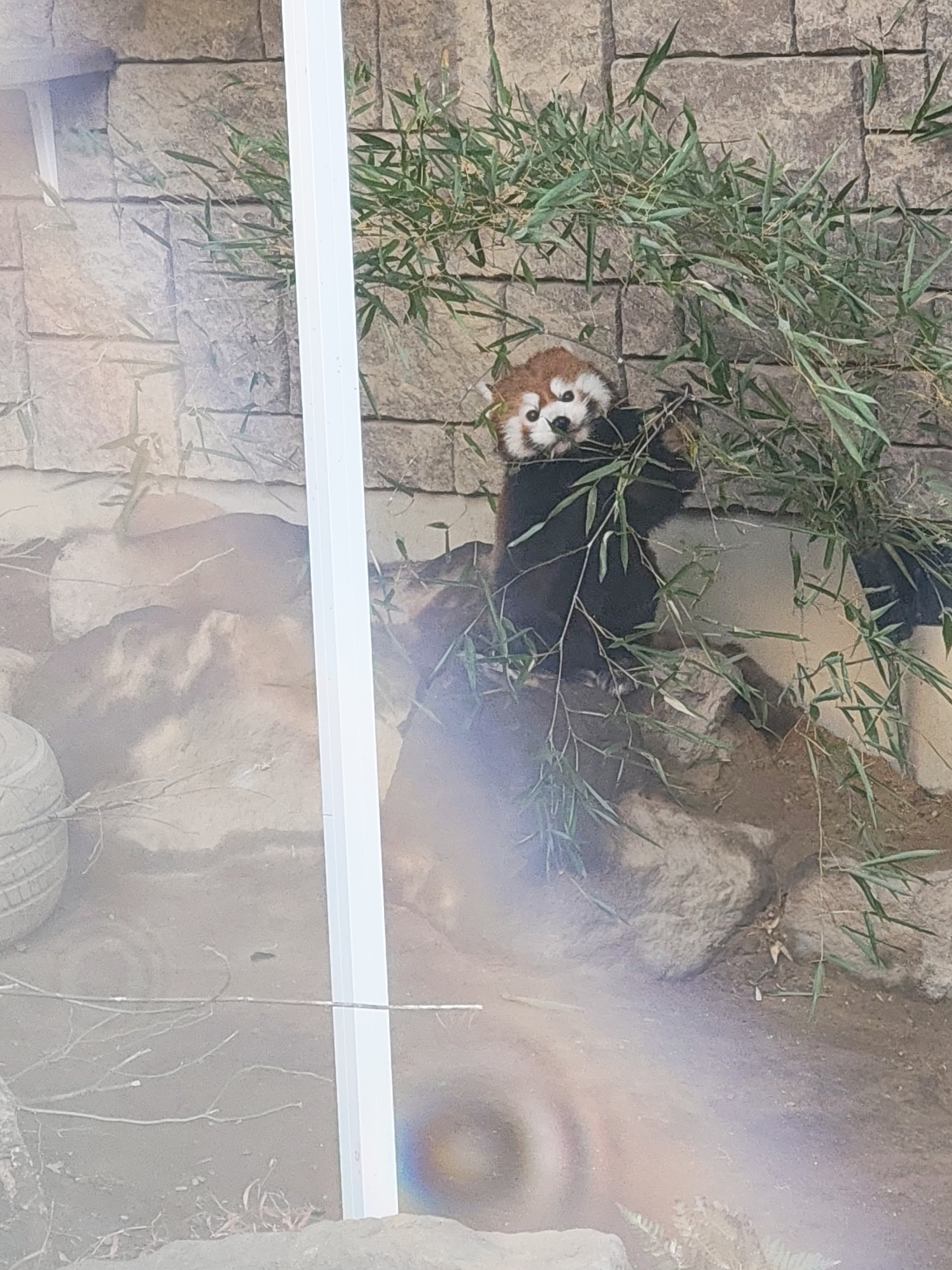 こんばんば弾き語り