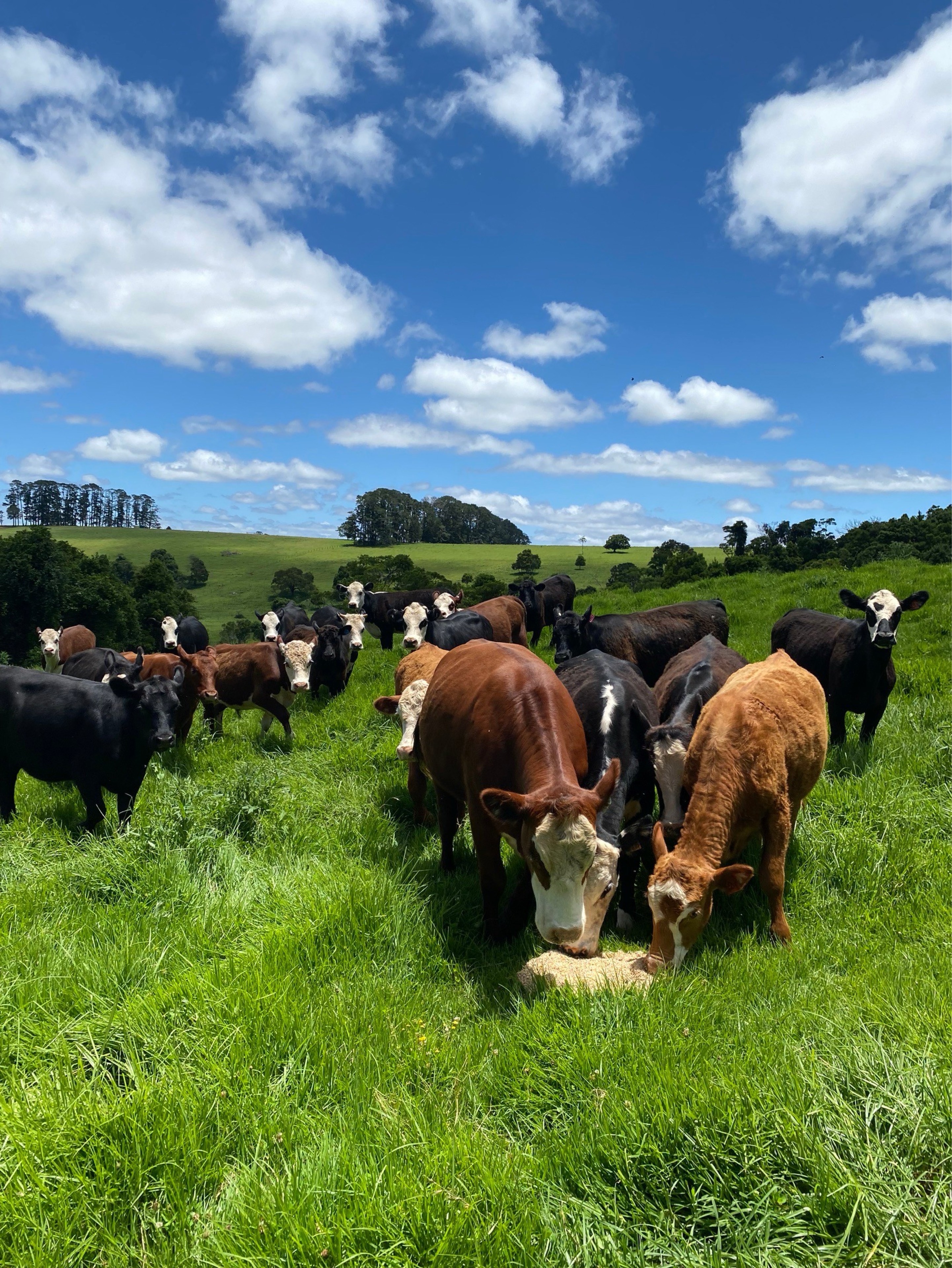 高校生雑談ラジオ真夜中のmidnight