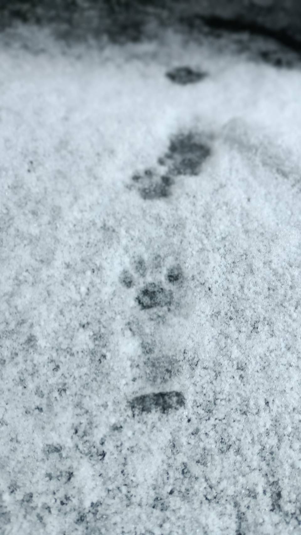 ひま(ひ・ω・ま)