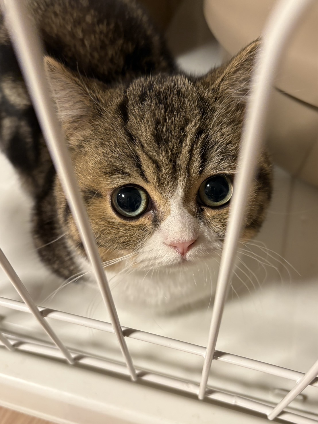 深夜のまったりお勉強枠