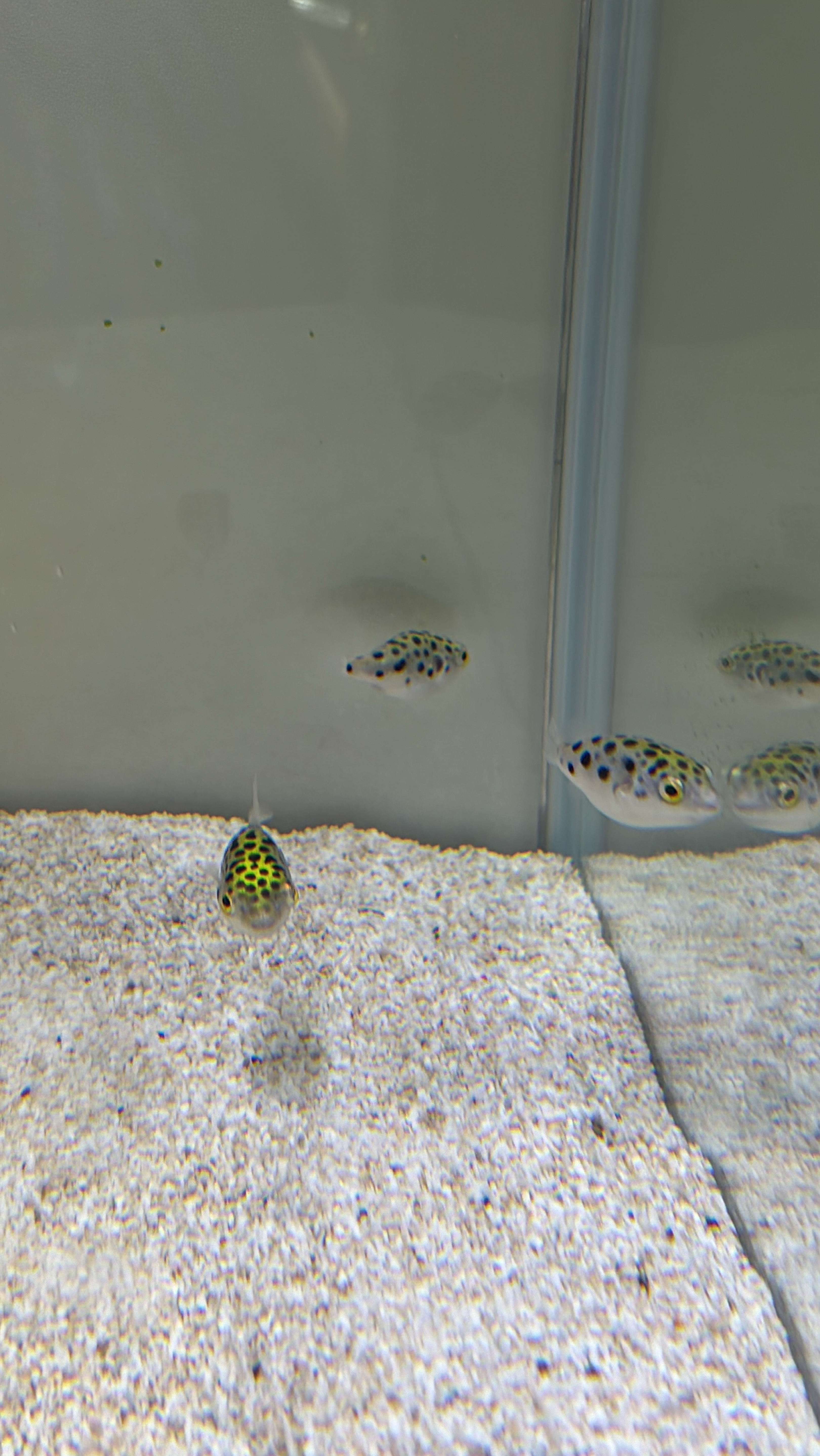 生クリームいちご🍰お昼はここ！