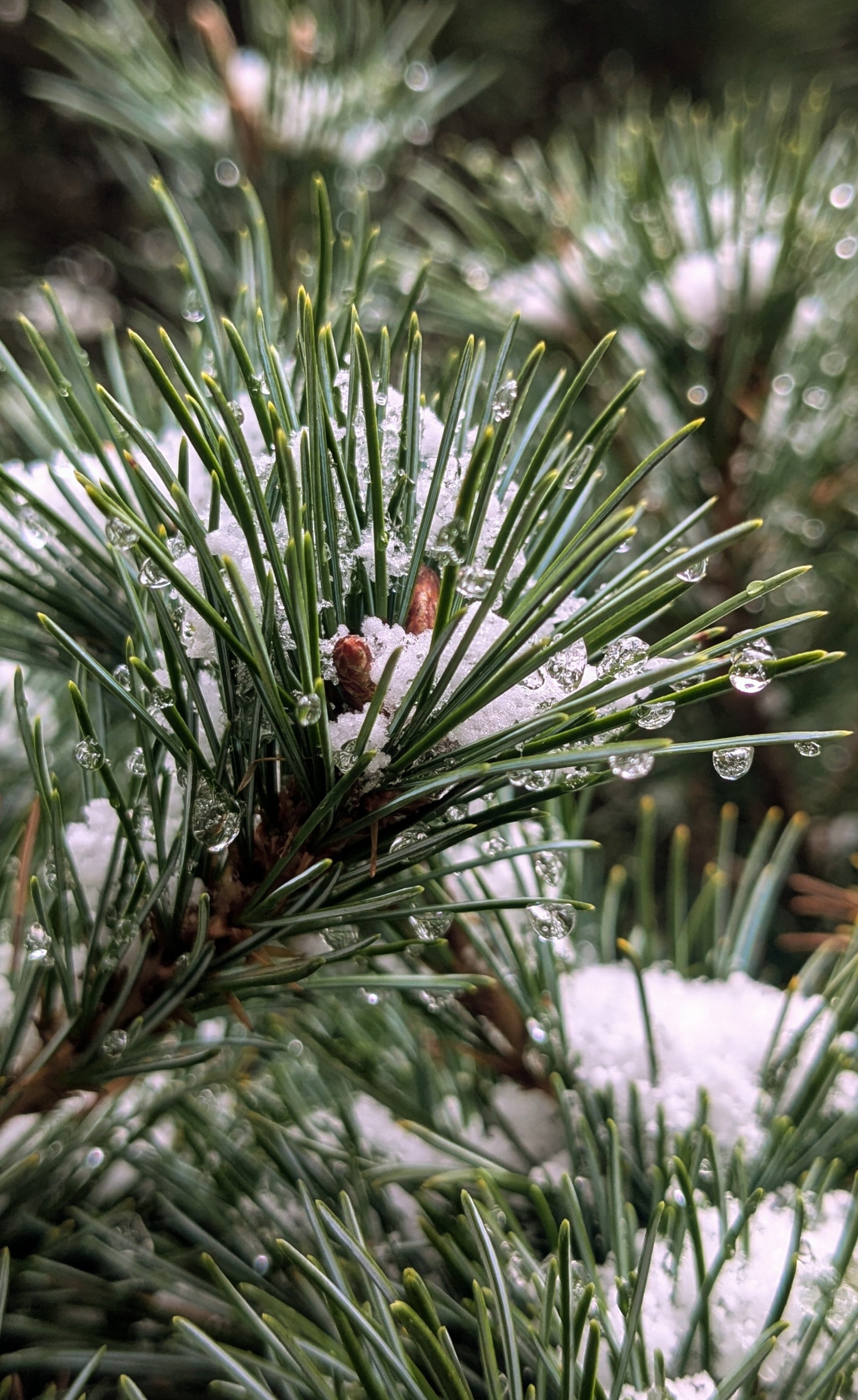 いかりしんとう