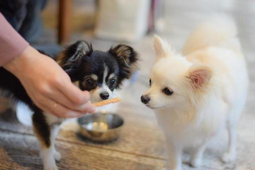 愛玩動物看護学生国試勉強