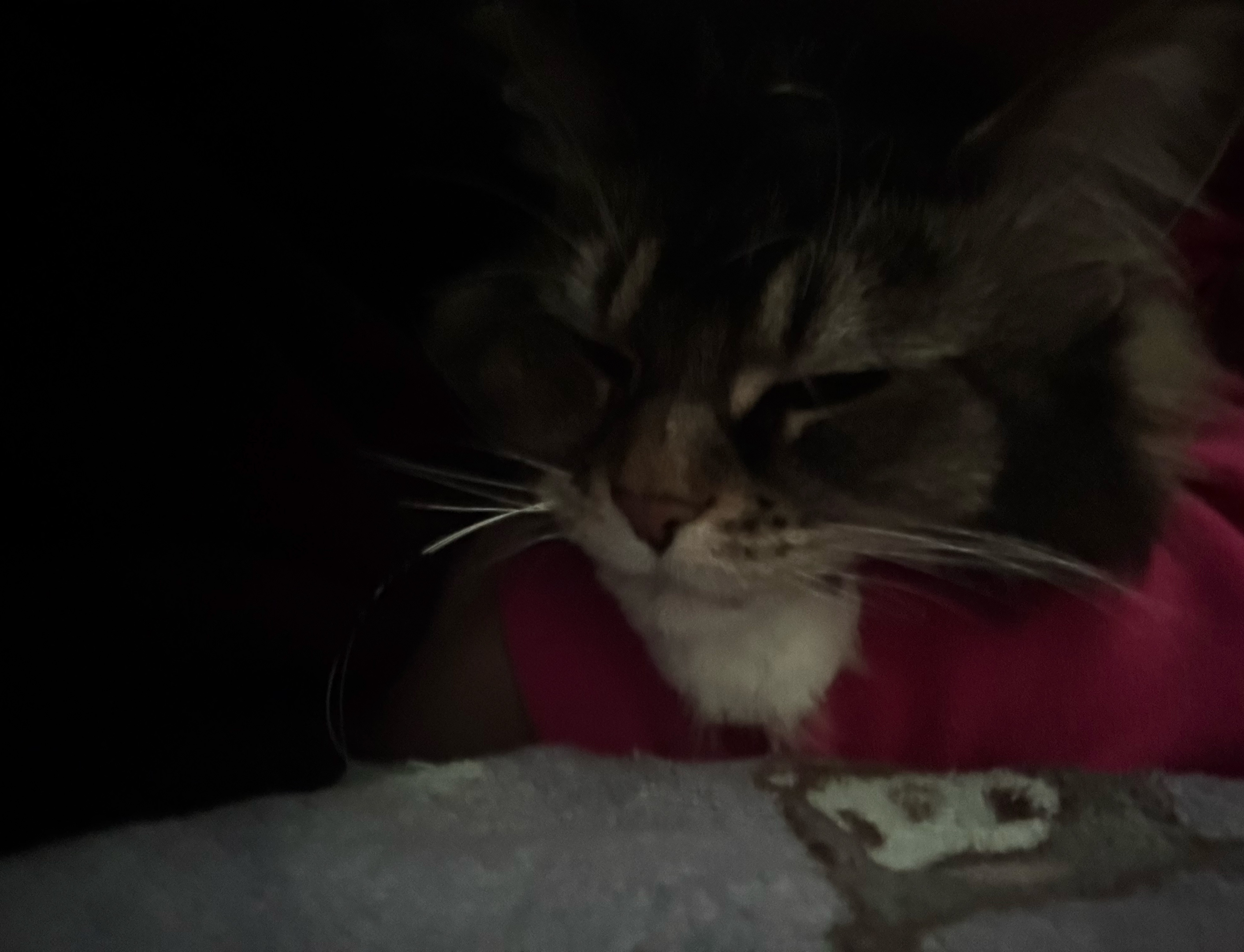 眠たい(  ¯꒳​¯ )ᐝ