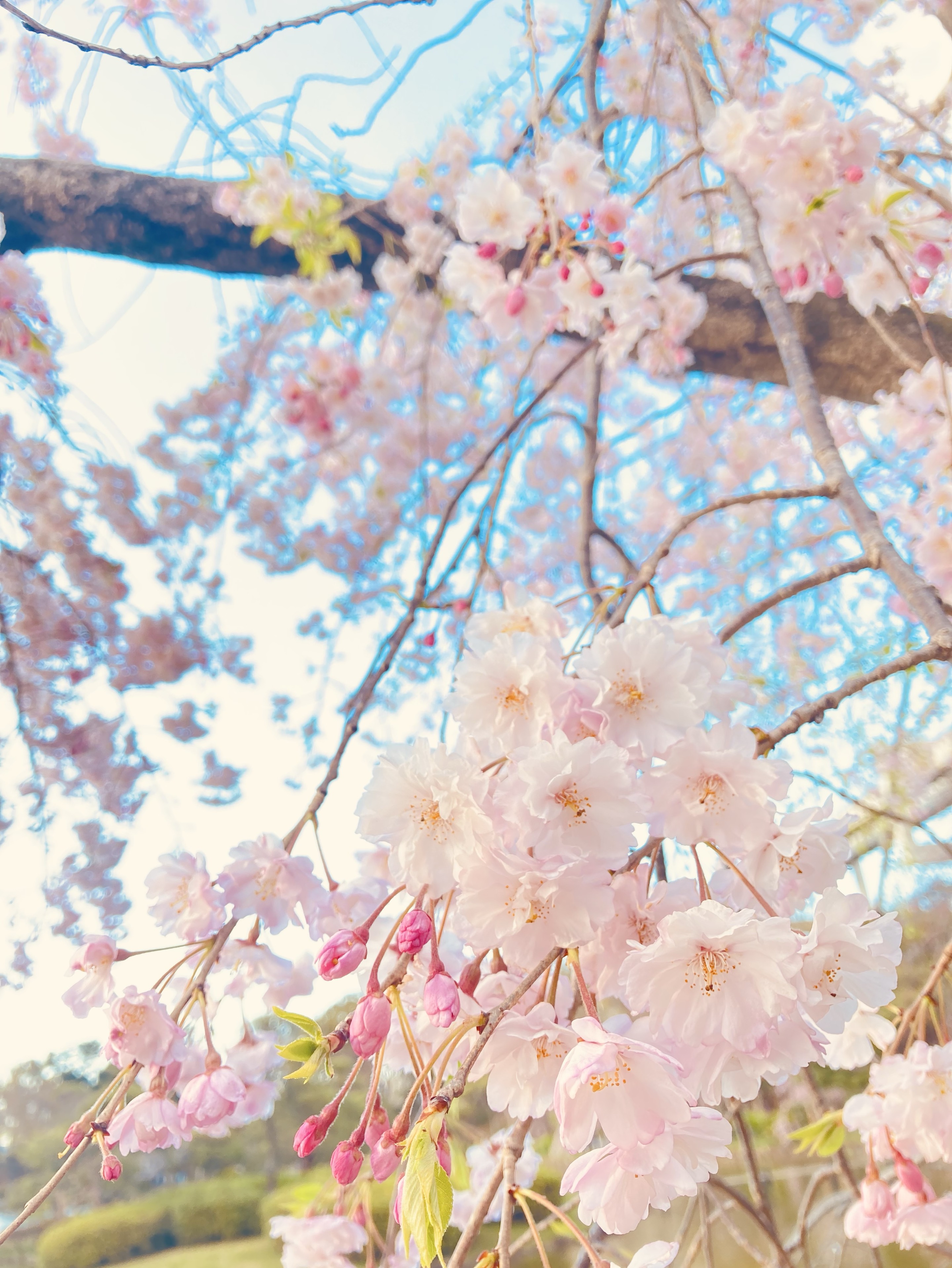 レベチな最強アラサー癖強女