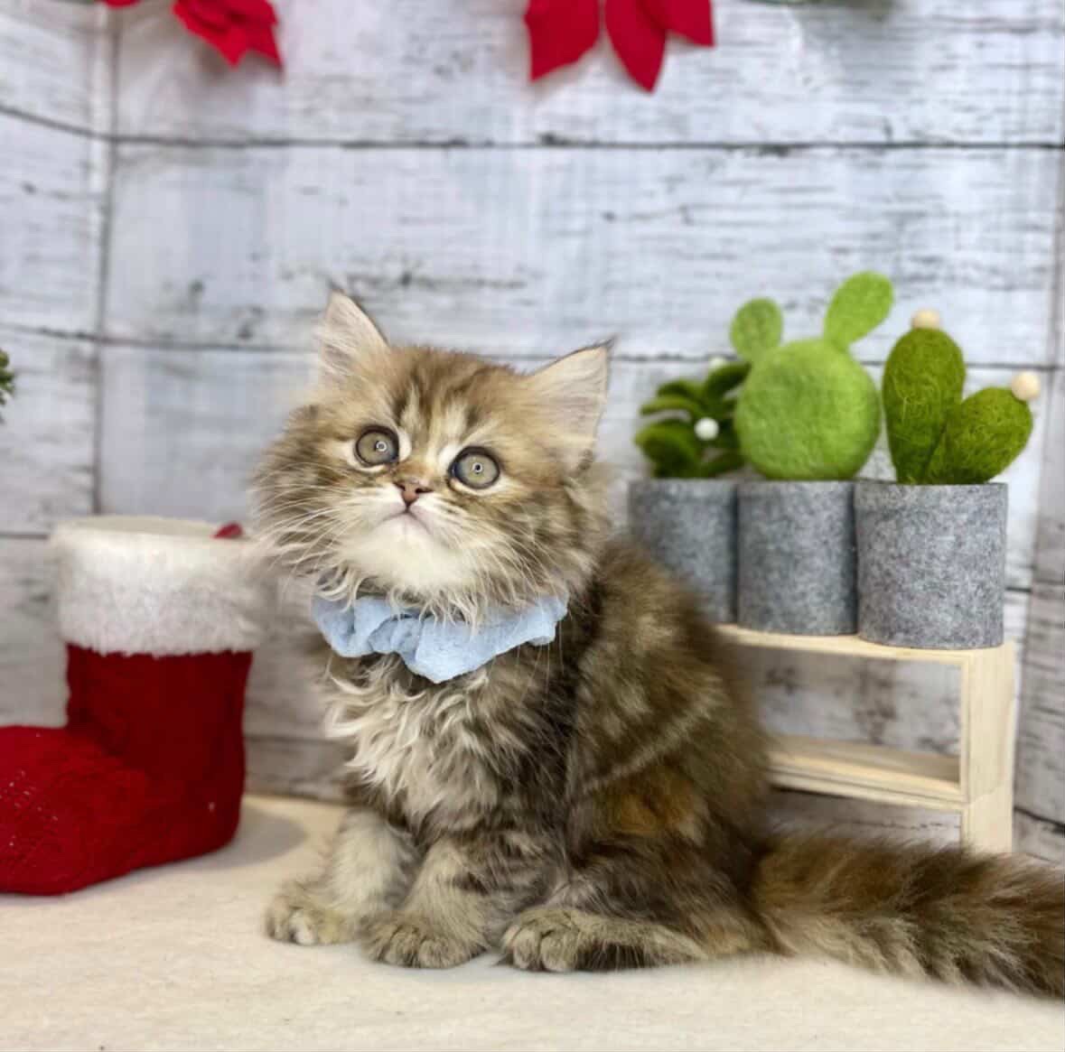 水曜日のおはよう☀️