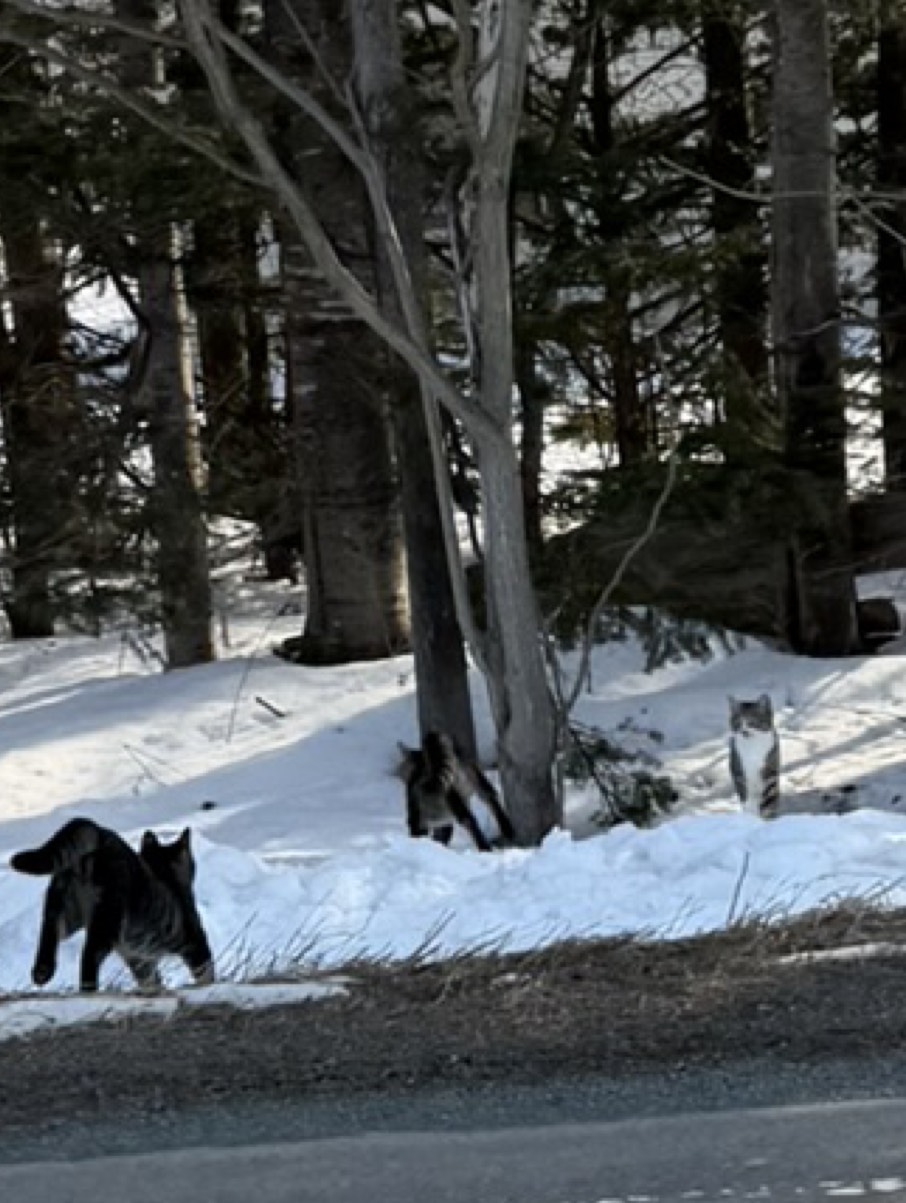 金曜日のタッチダウン