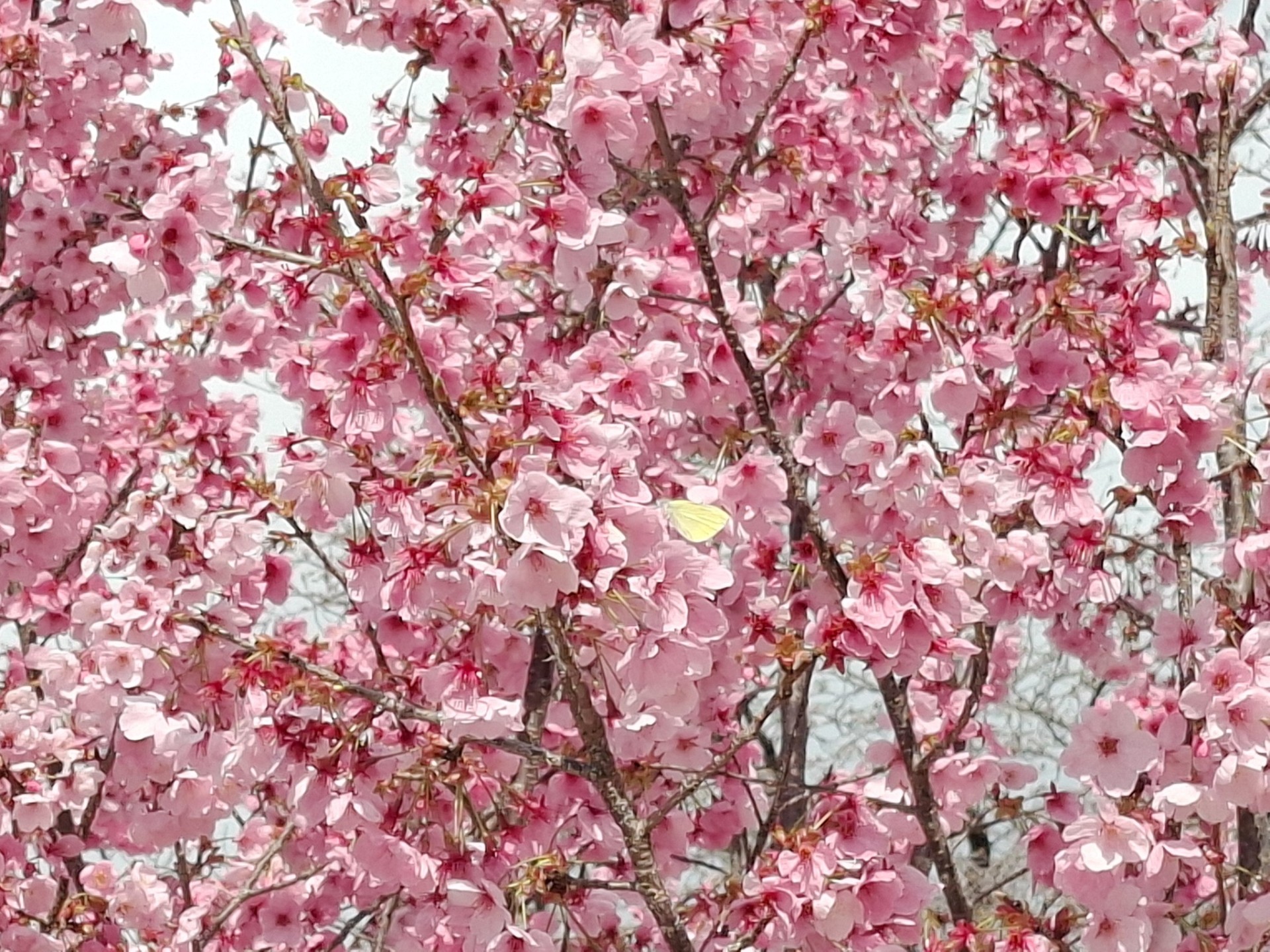 初潜◎ ひましてる